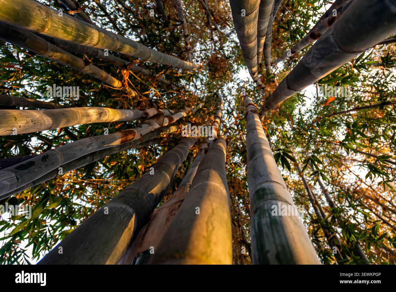 Vista bassa della foresta di bambù. Amatlán, Morelos, Messico Foto Stock