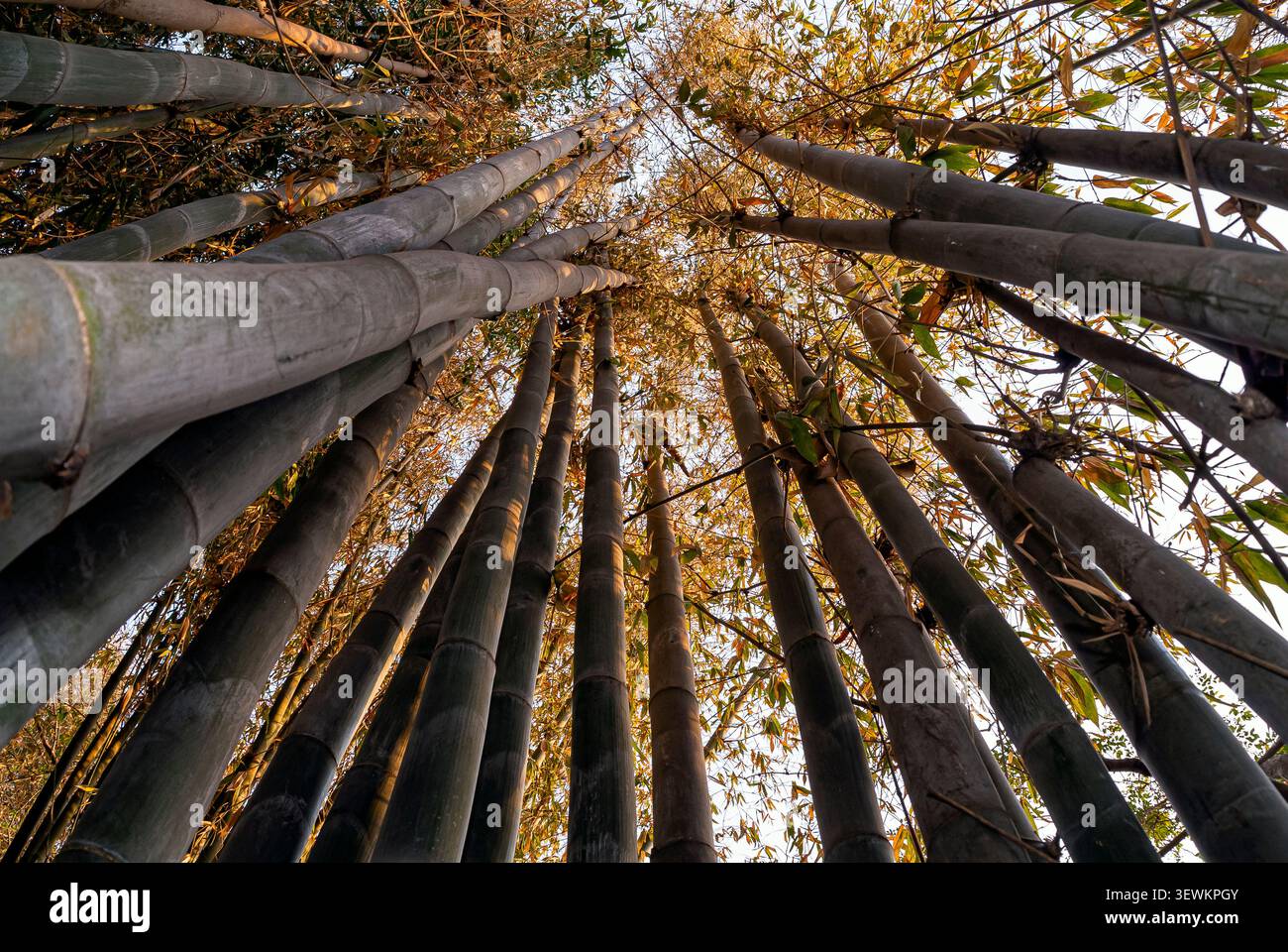 Vista bassa della foresta di bambù. Amatlán, Morelos, Messico Foto Stock