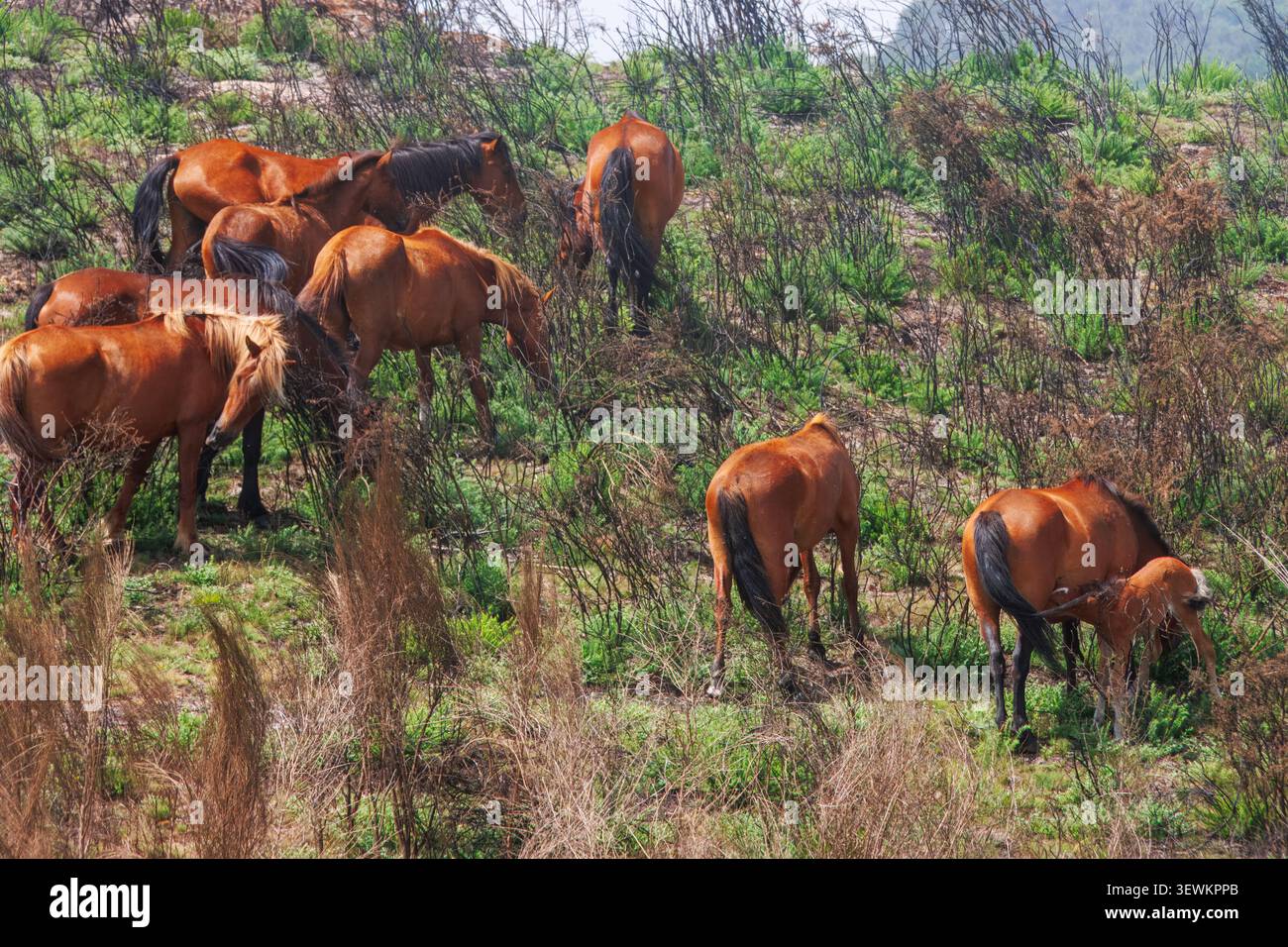 Una mandria di cavalli bruni selvaggi che pascolano insieme su un lussureggiante pascolo di collina roccioso sotto la luce del giorno. Foto Stock