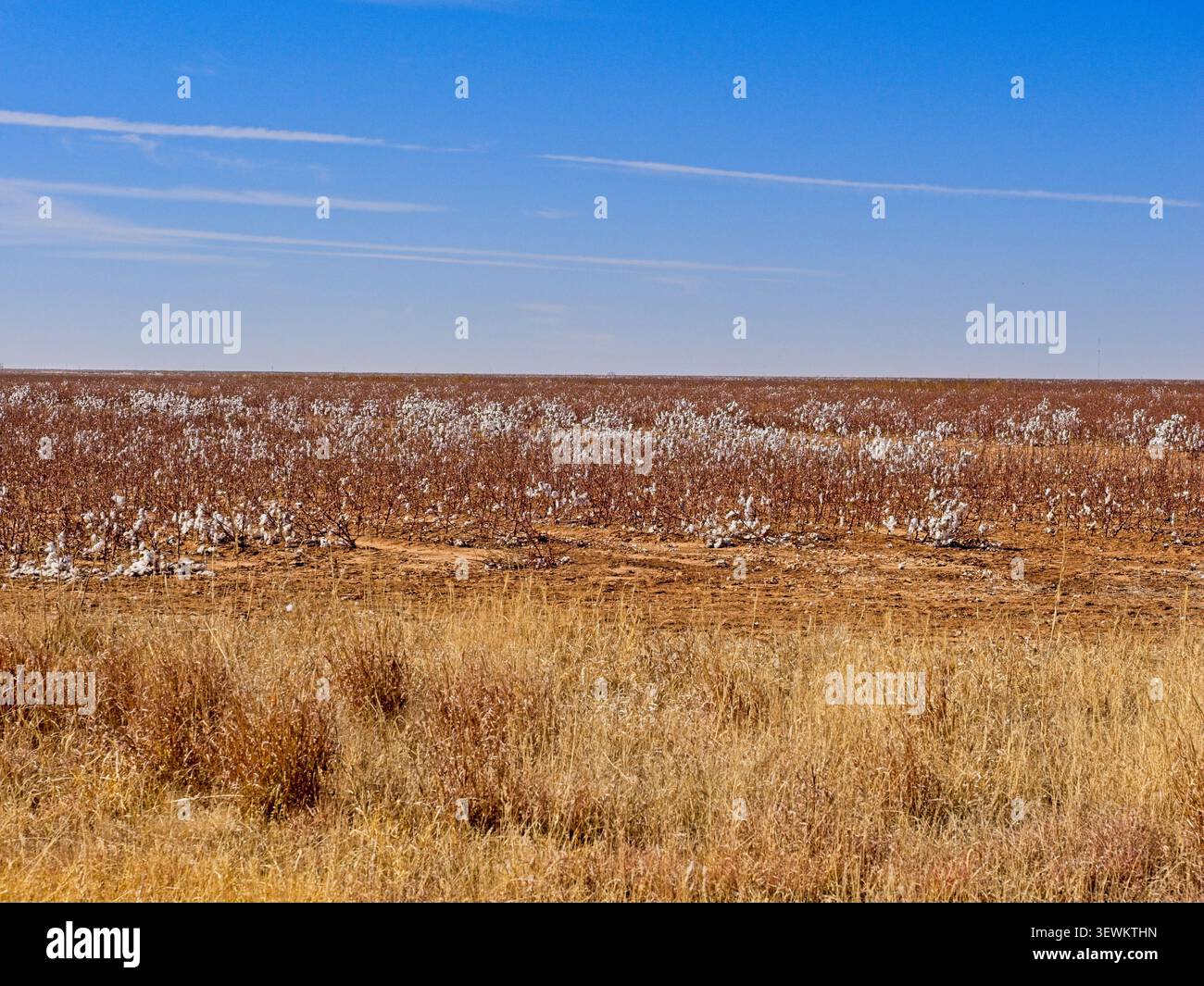 Bolls di cotone bianco che rimangono nel campo di steli di piante di cotone dopo il raccolto fuori Crosbyton Texas Foto Stock