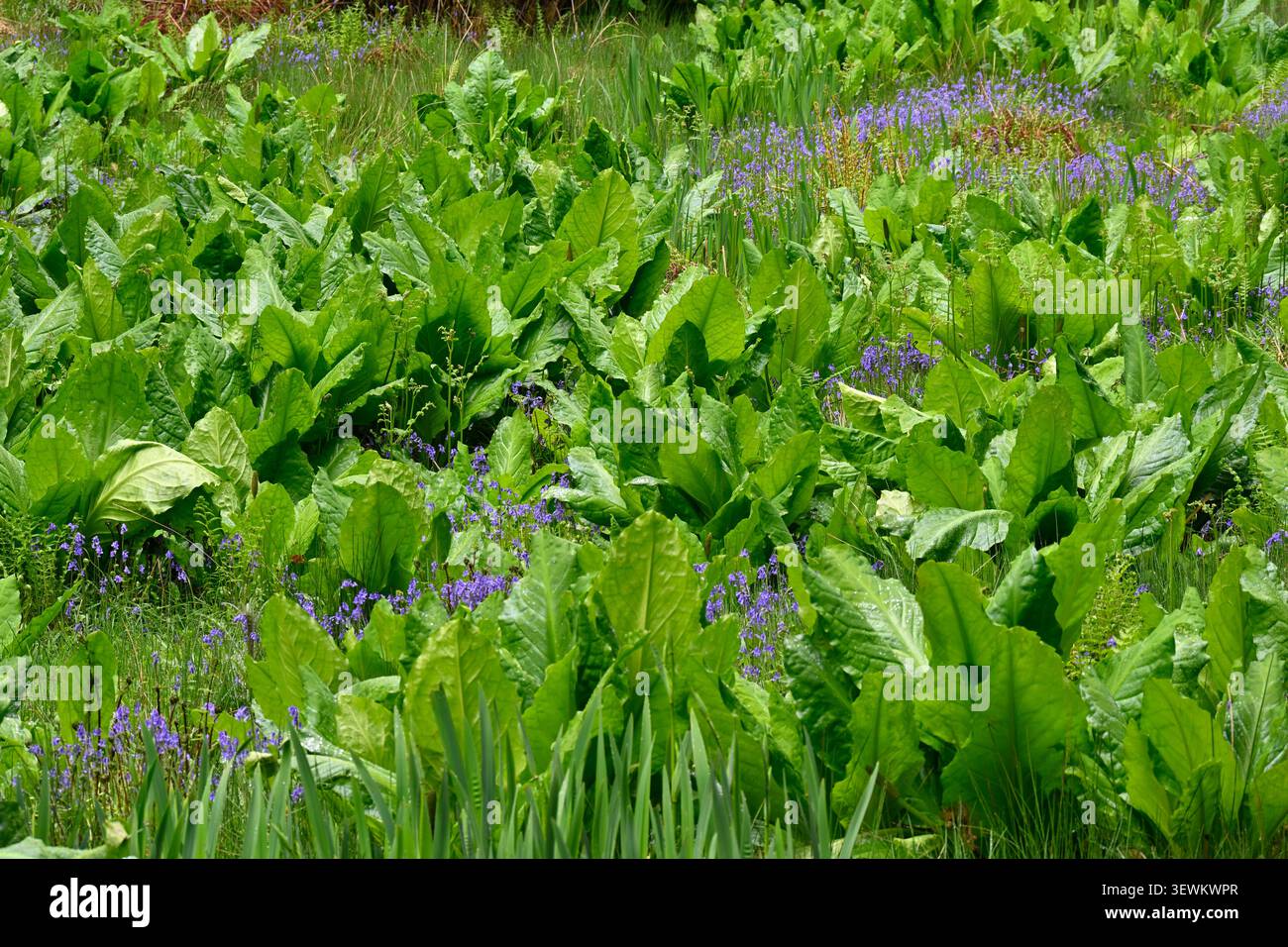 Campanelli tra lussureggianti foglie di cavolo Skunk, Lysichiton americanus UK Garden May Foto Stock