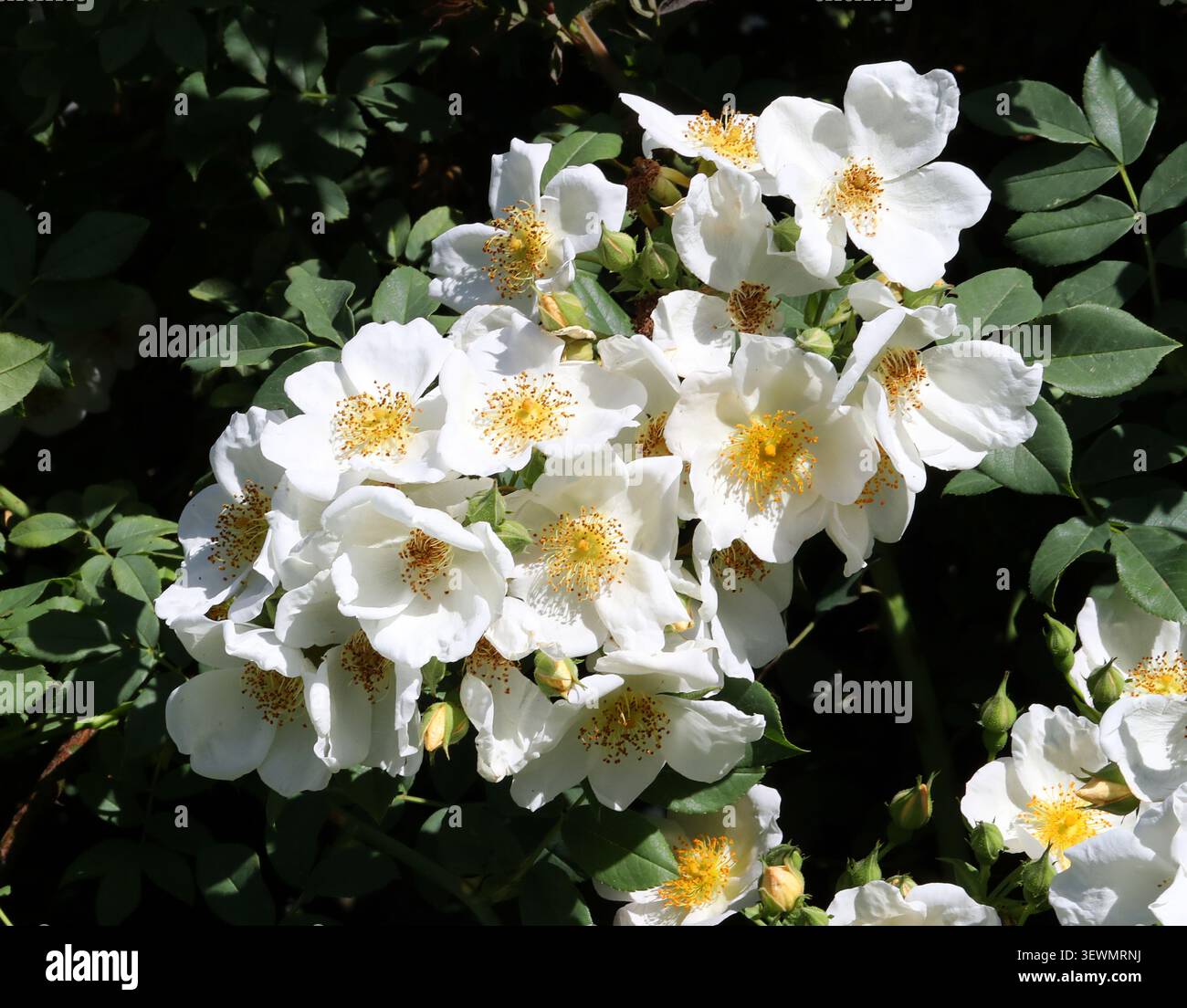 Helen's Rose, Rosa helenae, Rosaceae. Cina centro-meridionale. Un grande scalatore vigoroso, alto fino a 6 metri, con steli spinosi. Foto Stock