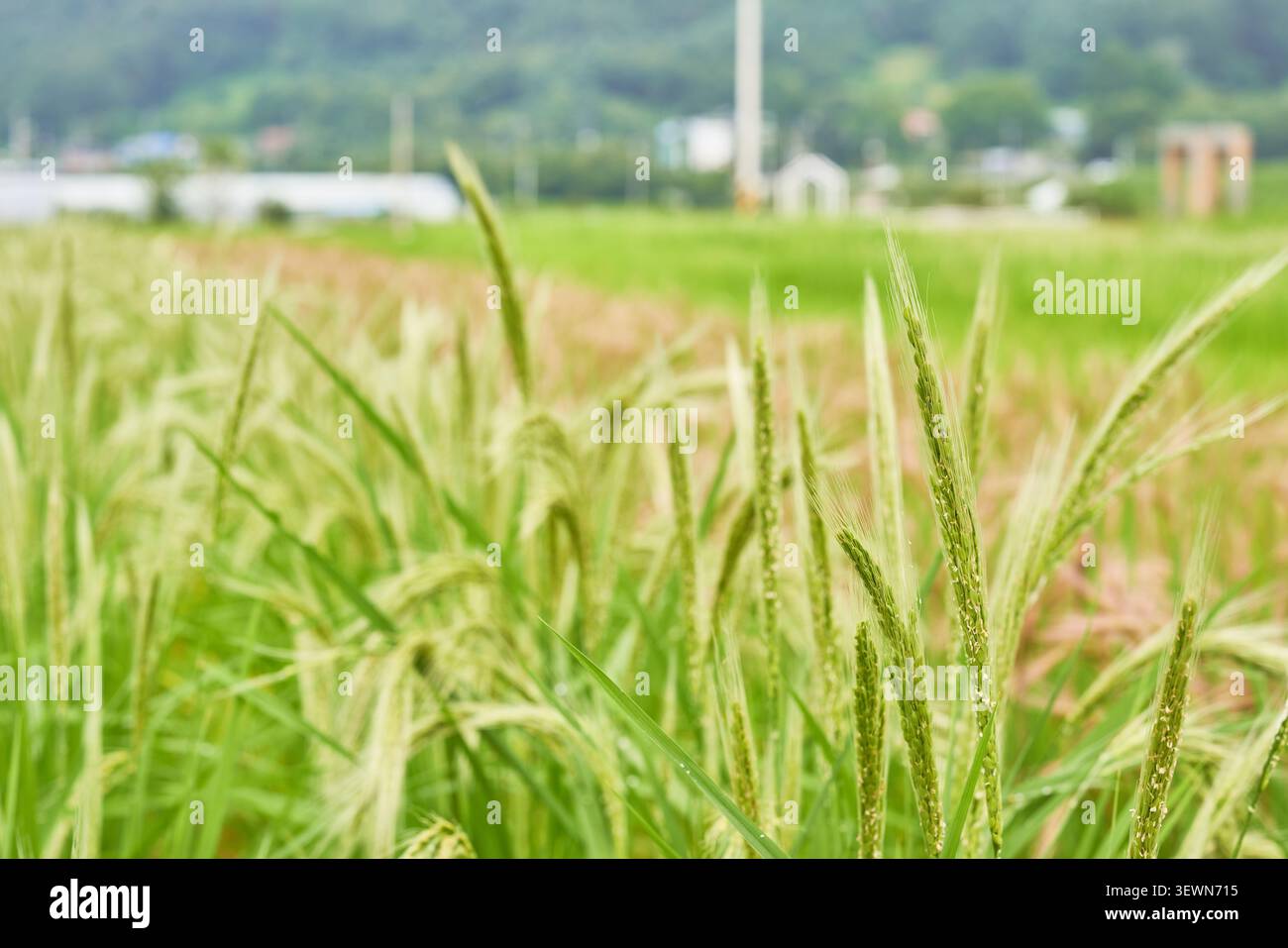 Piante di riso autoctone che maturano a fine estate mostrando colori verdi e viola profondi in un tranquillo campo agricolo rurale sudcoreano. Foto Stock