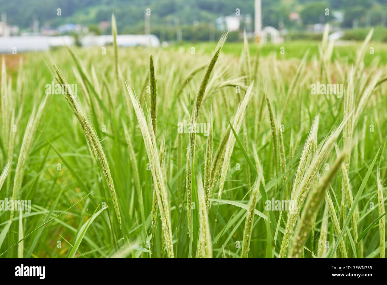 Piante di riso autoctone che maturano a fine estate mostrando colori verdi e viola profondi in un tranquillo campo agricolo rurale sudcoreano. Foto Stock