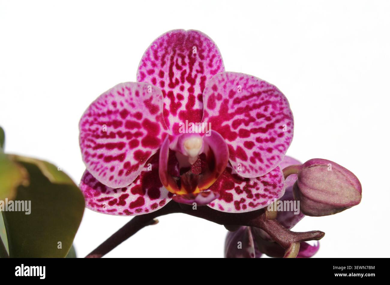 Fioritura dell'orchidea phalaenopsis macchiata di rosa vivace e boccioli di fiori isolati su un semplice sfondo bianco Foto Stock