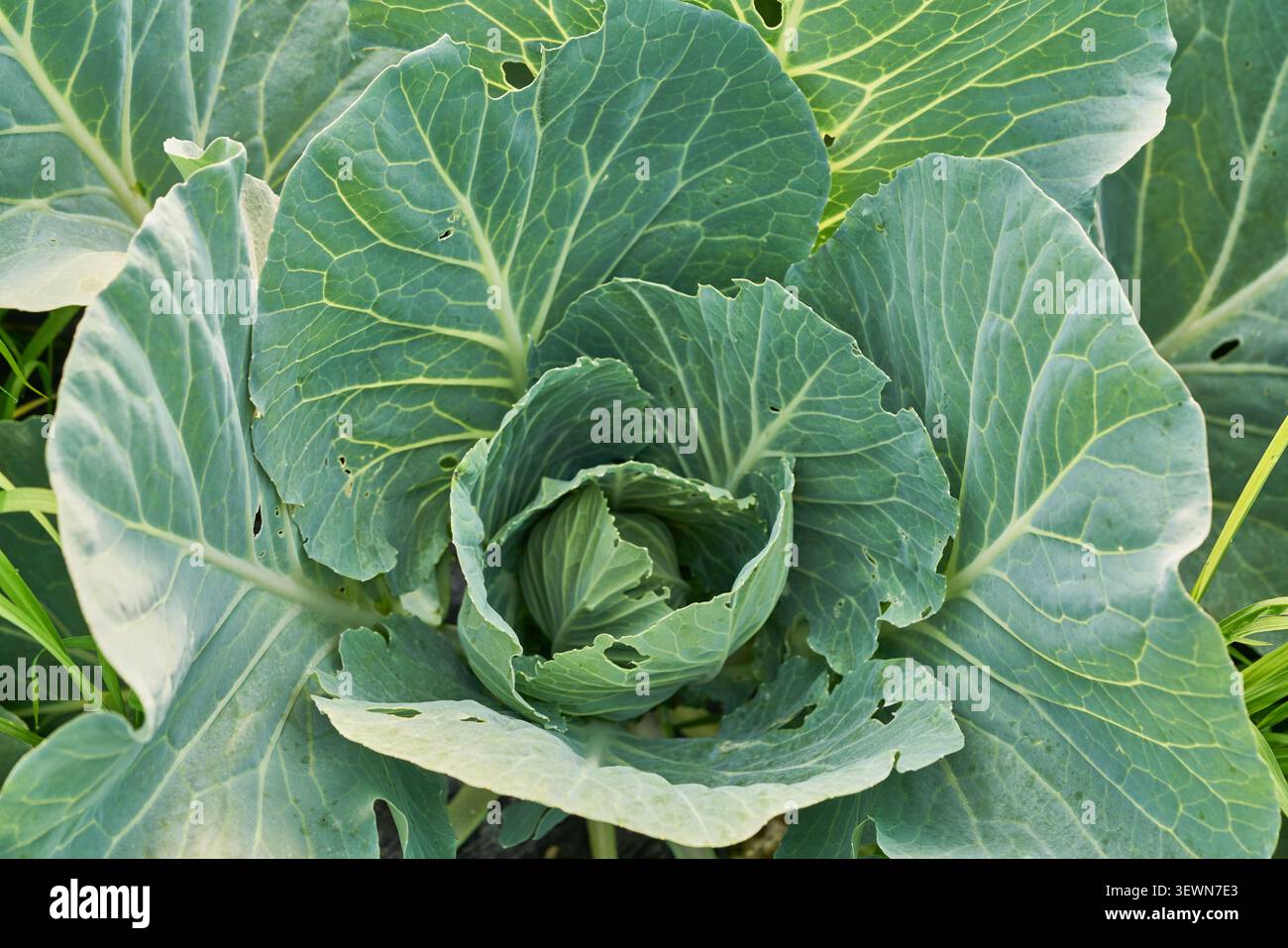 Vista ravvicinata di un cavolo in crescita con foglie verdi testurizzate e buchi di insetti in un campo biologico che mostra un'agricoltura vegetale naturale sostenibile. Foto Stock