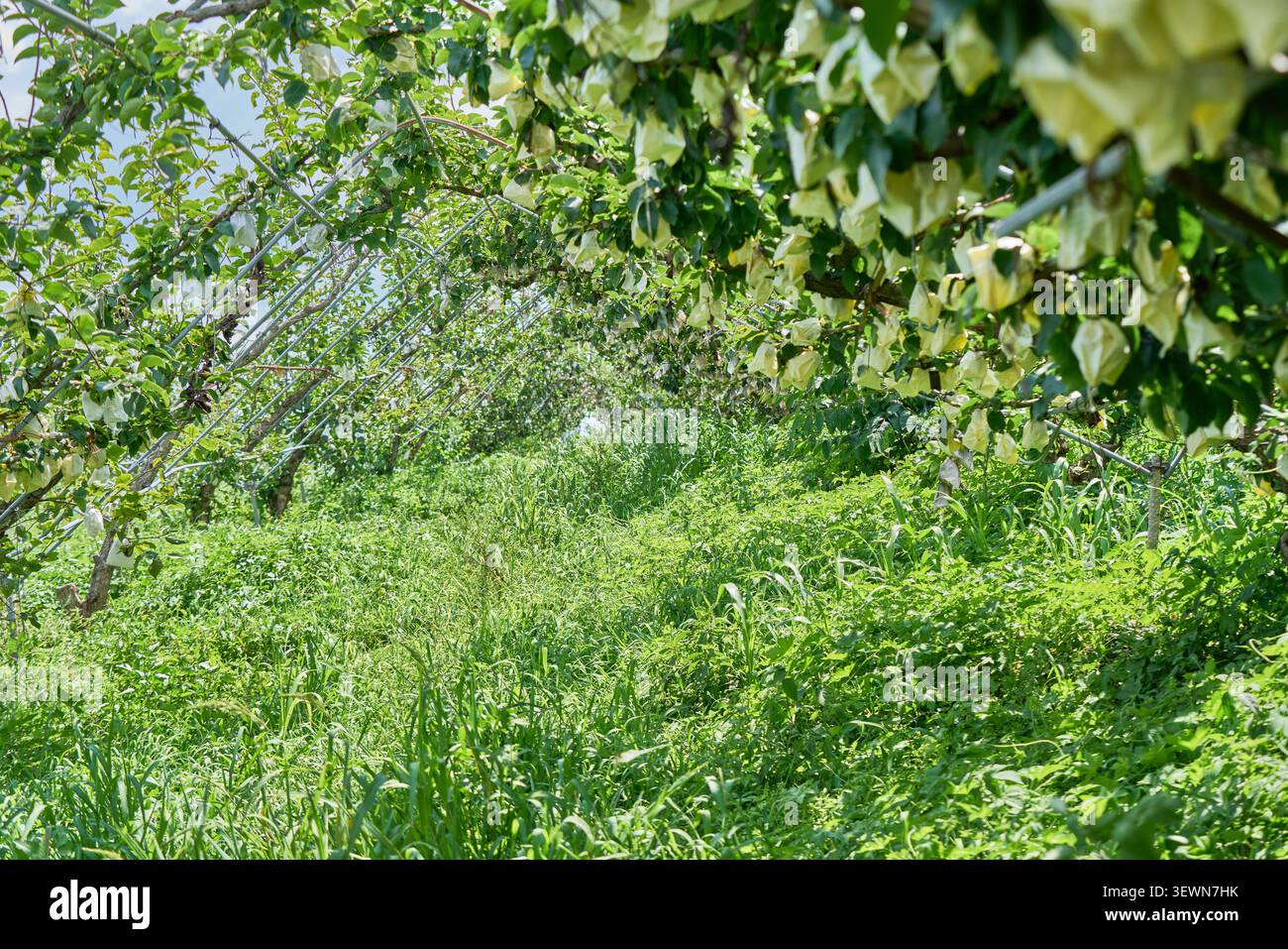 Un frutteto biologico con frutta in sacco su rami sostenuti e lussureggiante erba selvatica che ricopre il terreno, mostrando pratiche agricole ecocompatibili sostenibili Foto Stock