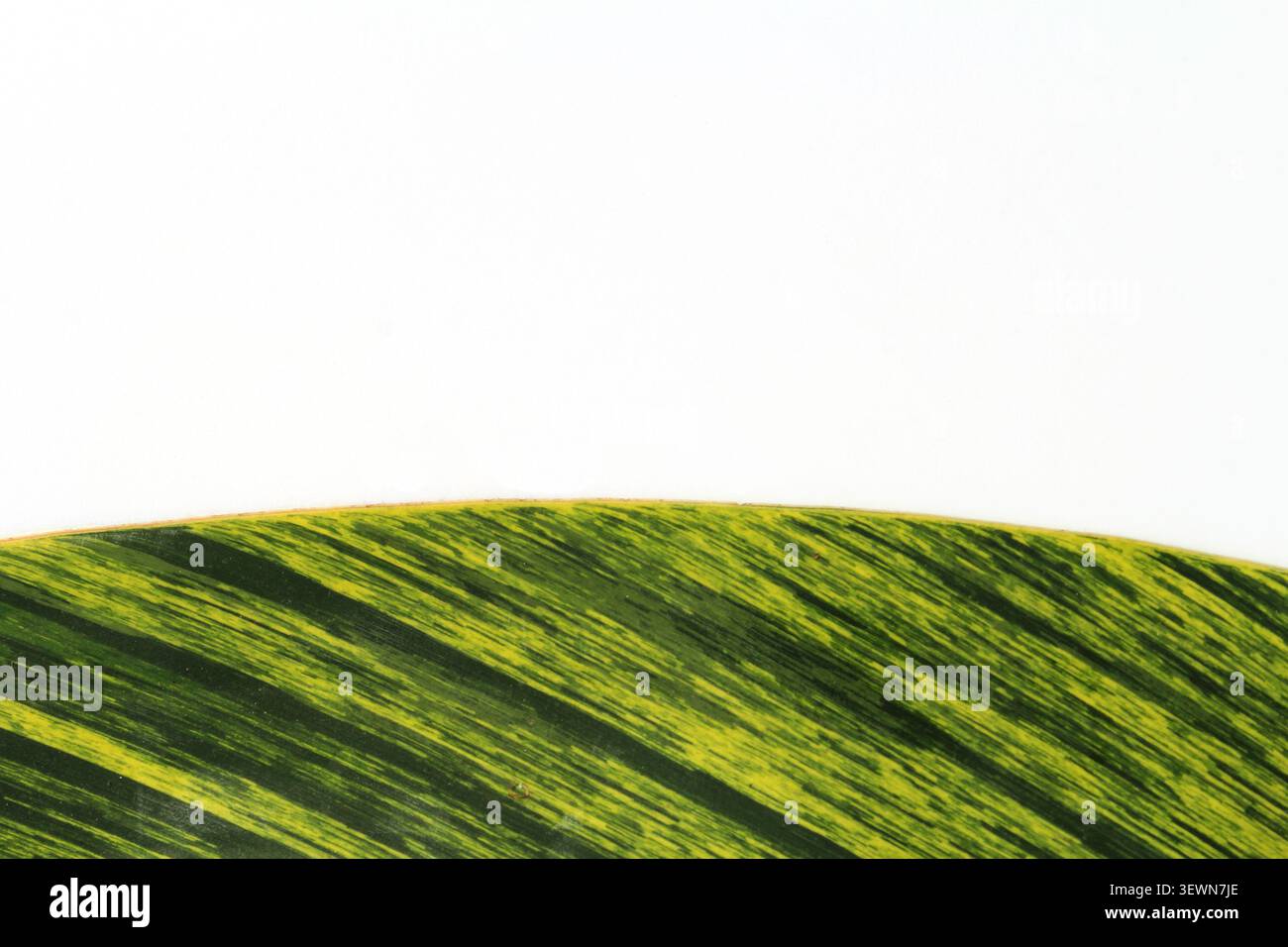 Scatto macro di un bordo fogliare di zenzero curvo e variegato che mostra dinamiche strisce giallo-verdi e una texture lineare su sfondo bianco Foto Stock