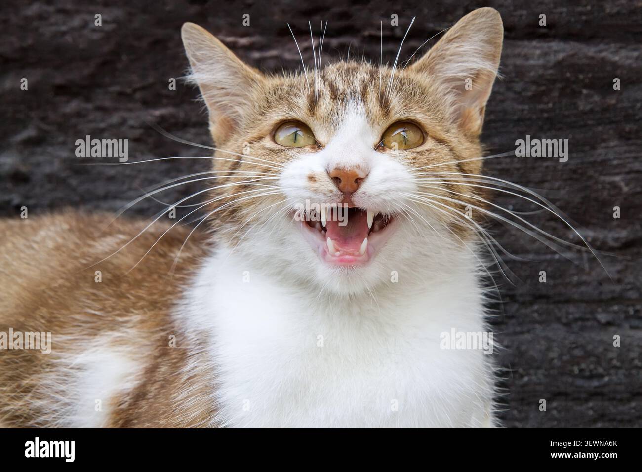 Un gatto mostra denti affilati in primo piano. Un gatto a bocca aperta. Foto Stock