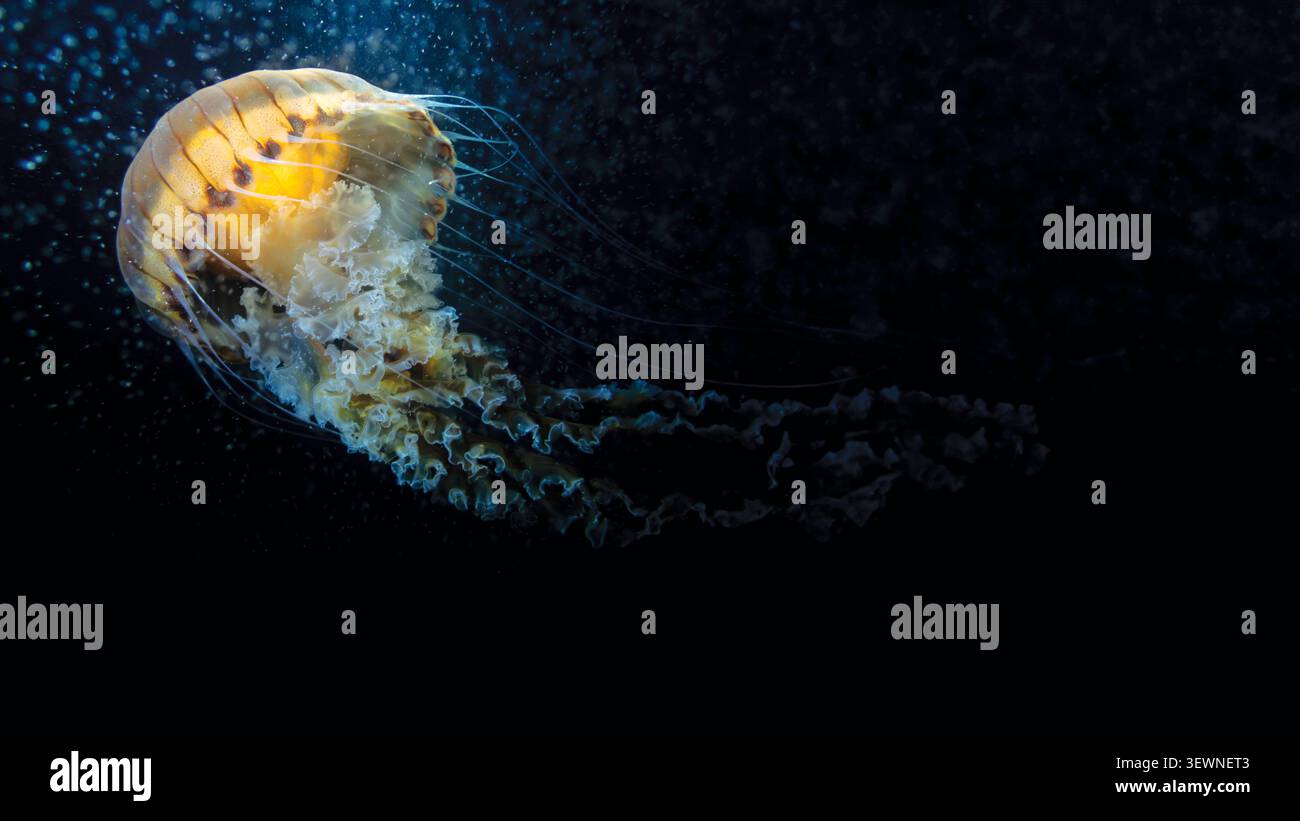 Chrysaora hysoscella bussola meduse sott'acqua macro fondo nero Adriatico Foto Stock