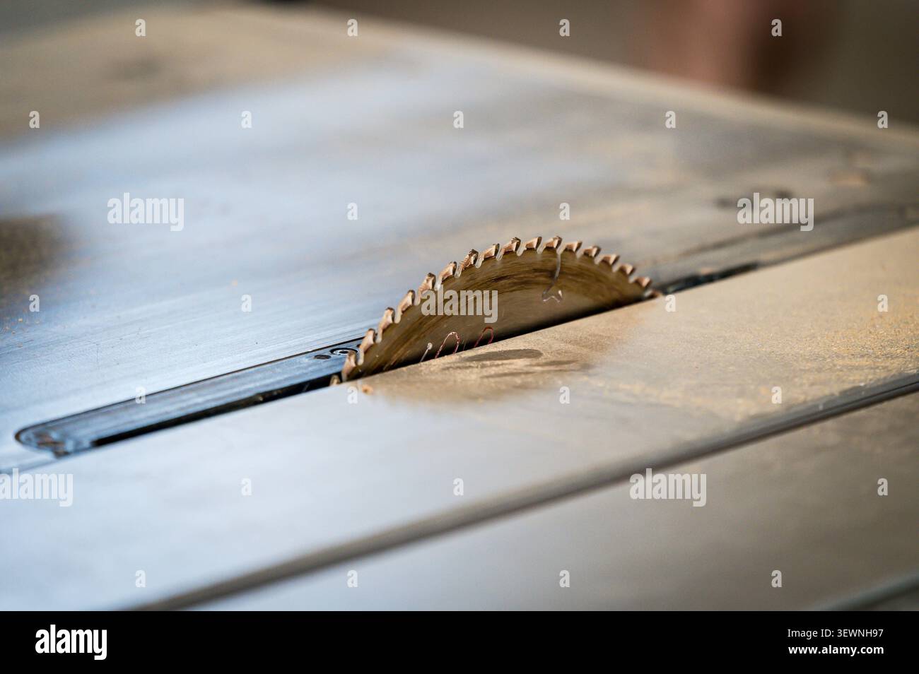 Dettaglio ravvicinato della lama di una sega circolare che emerge dal tavolo della macchina in un'officina di lavorazione del legno, mostrando i denti taglienti in carburo ricoperti di Foto Stock