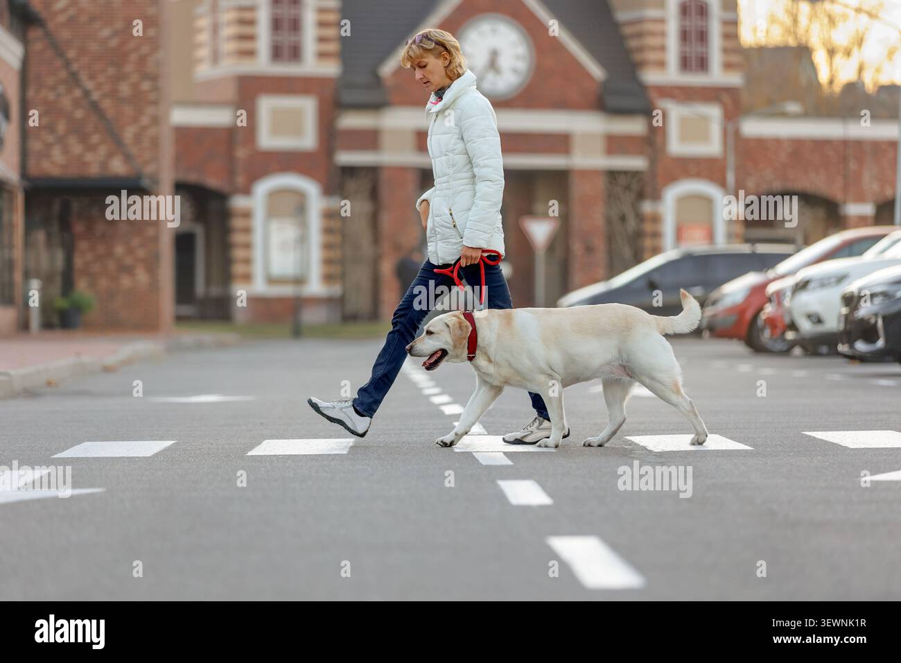 Donna che cammina Labrador retriever al guinzaglio, attraversa il passaggio pedonale, l'area urbana. Stile di vita, proprietà responsabile degli animali domestici, camminate con i cani, routine quotidiana Foto Stock
