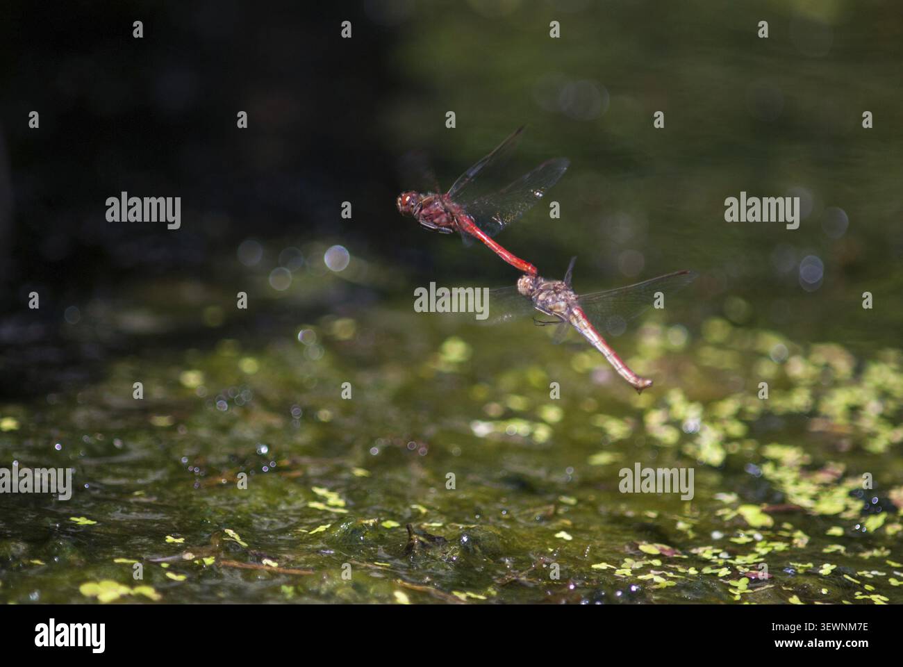 erica comune, sympetrum vulgatum, darter vagante, anisopteri, coppia, damigelle, libellule, deposizione di uova, deposizione di uova, femmina, insetti, dragonf Foto Stock
