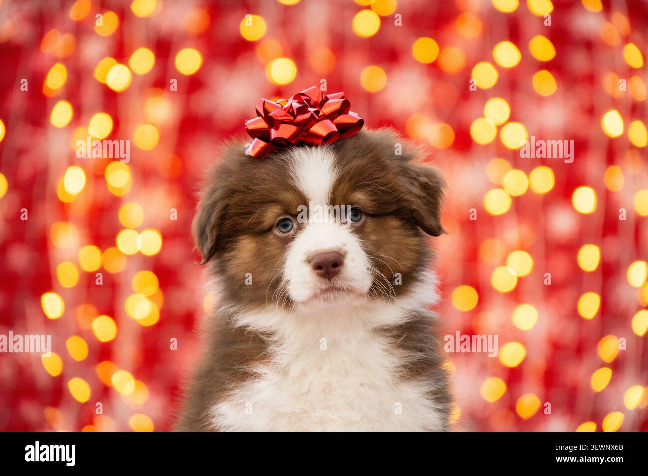 Cucciolo Aussie Border collie con un fiocco sulla testa. Servizio fotografico di Natale Foto Stock