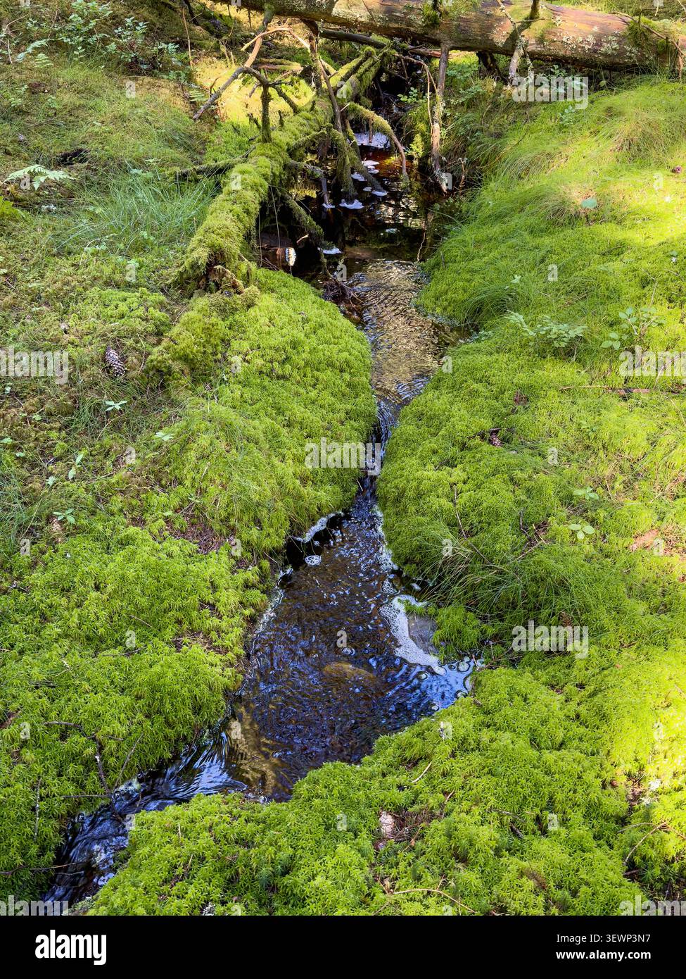Un torrente che corre attraverso il muschio verde in una foresta Foto Stock