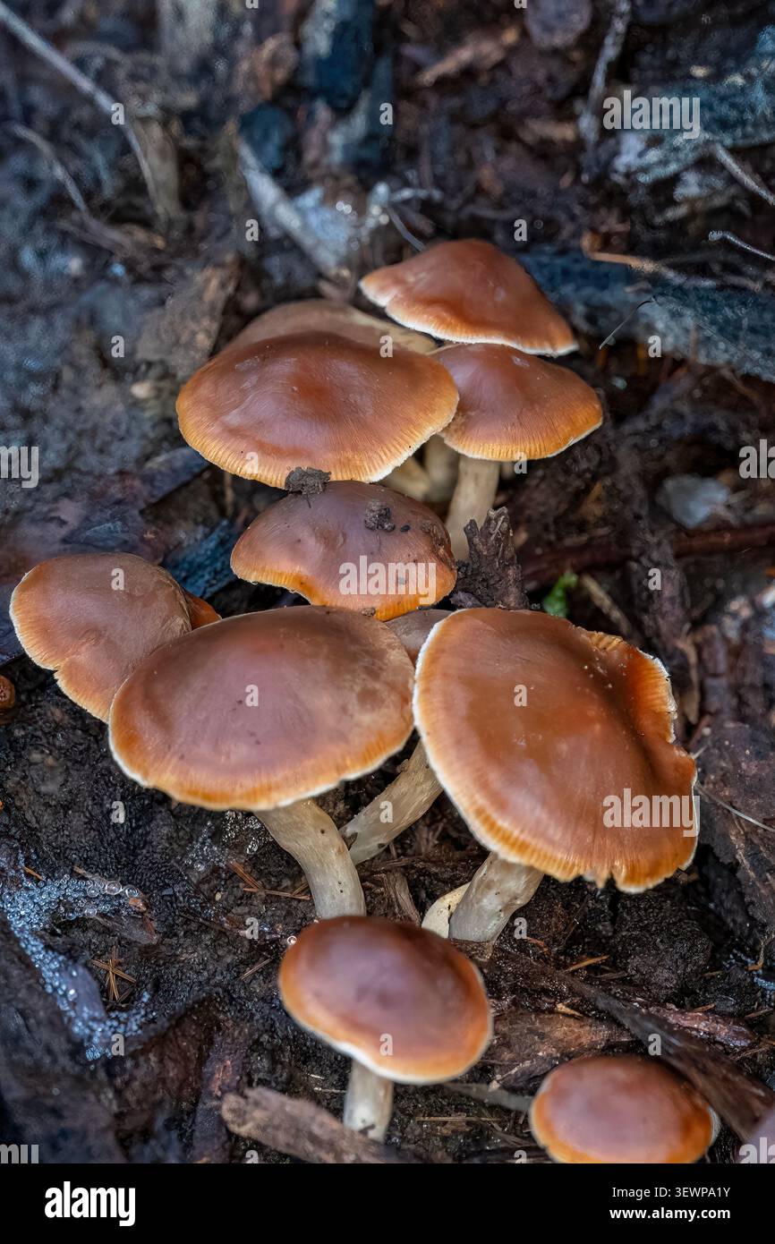 Hypholoma fasciculare, Sulphur Tuft, Kinglake NP, Victoria, Australia Foto Stock