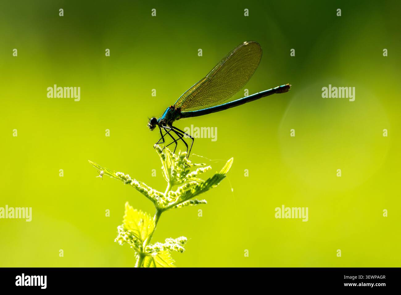 Prima piano di una libellula blu appollaiata su una pianta in giardino Foto Stock