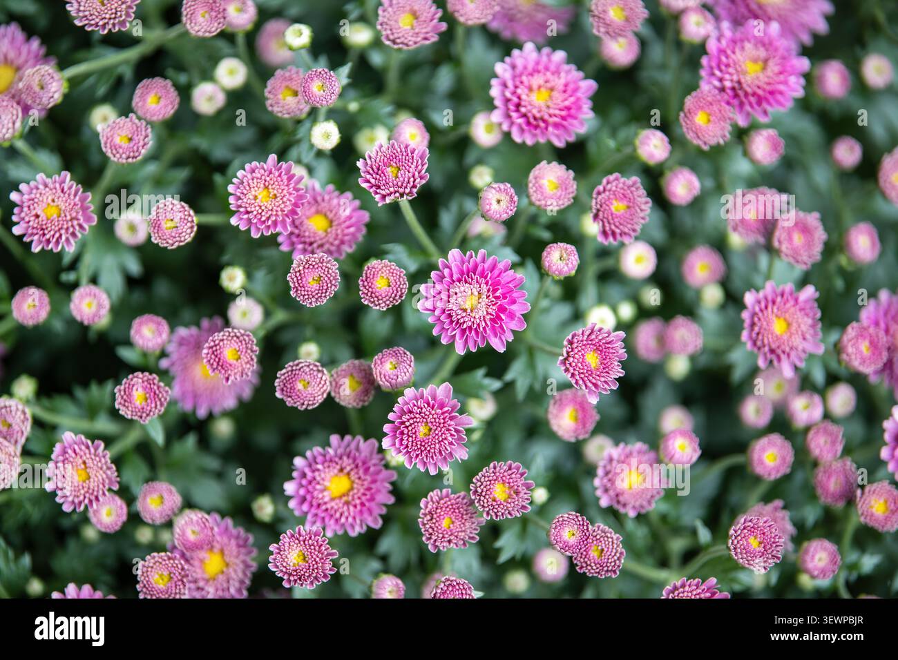 La fitta serie di crisantemi rosa in fiore crea un vivace motivo floreale con un fresco fogliame verde. Si formano fiori colorati e gemme chiuse Foto Stock