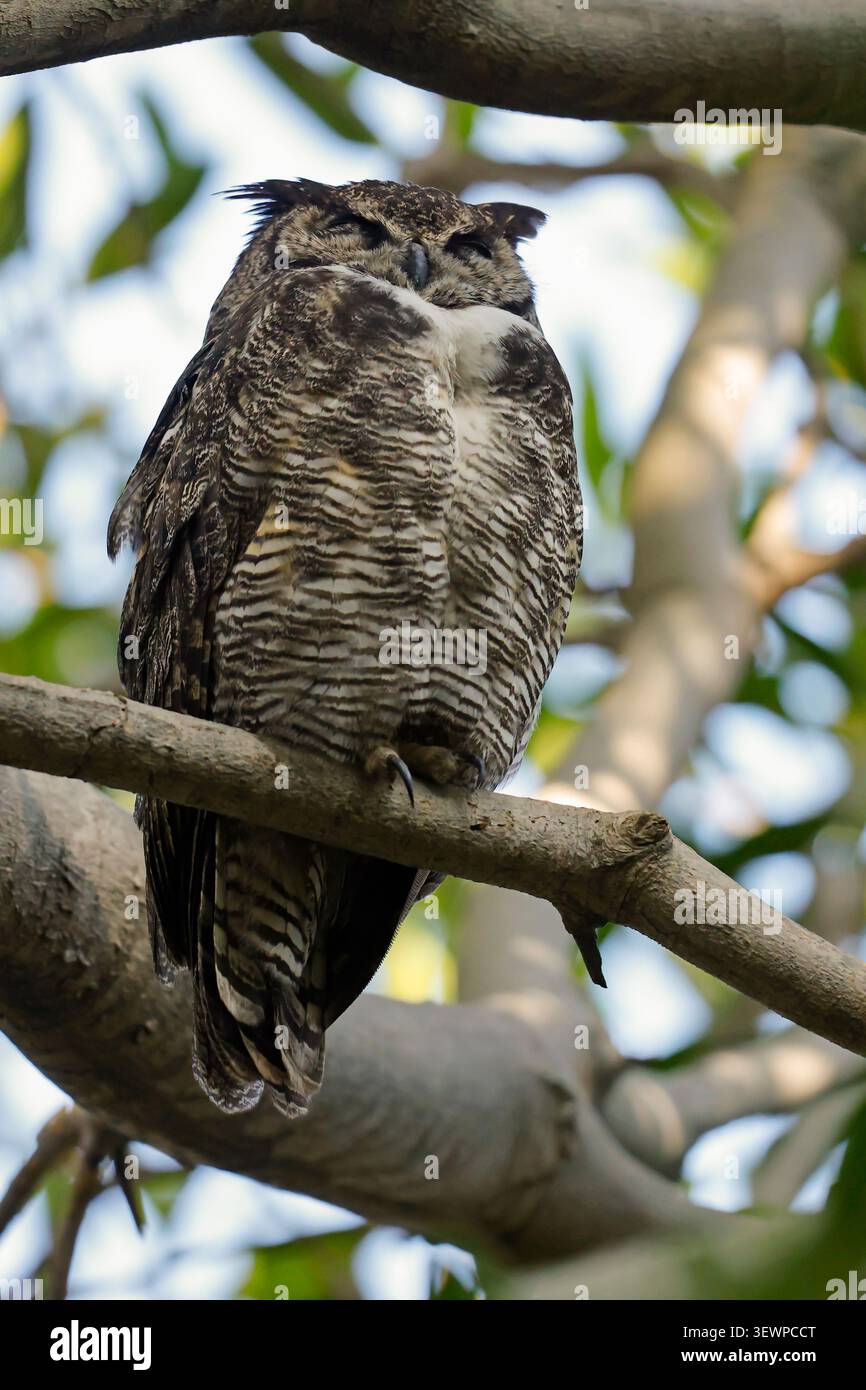 Grande gufo cornuto (bubo virginianus) che riposa a occhi chiusi su una filiale all'UCLA Botanical Garden di Los Angeles, California Foto Stock