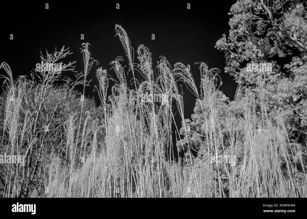 Studio monocromatico a infrarossi di alte erbe che rivela la quieta eleganza e la bellezza senza tempo della flora inglese sotto un cielo scuro Foto Stock