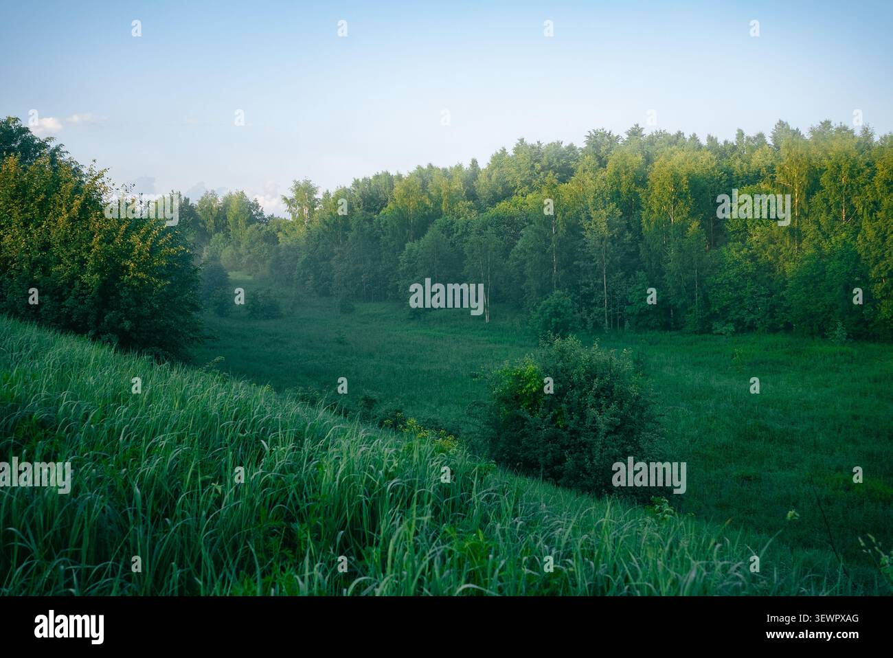 La nebbia mattutina attraversa una valle della foresta, illuminando l'erba verde lussureggiante e gli alberi mentre la luce del sole perfora la foschia atmosferica, catturando un rinfrescante paesaggio estivo Foto Stock