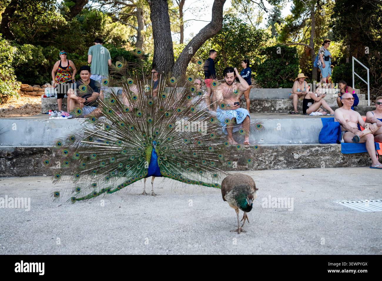 Pavone e peahen su una spiaggia sull'isola di Lokrum, una riserva naturale disabitata situata al largo della costa di Dubrovnik, Croazia Foto Stock