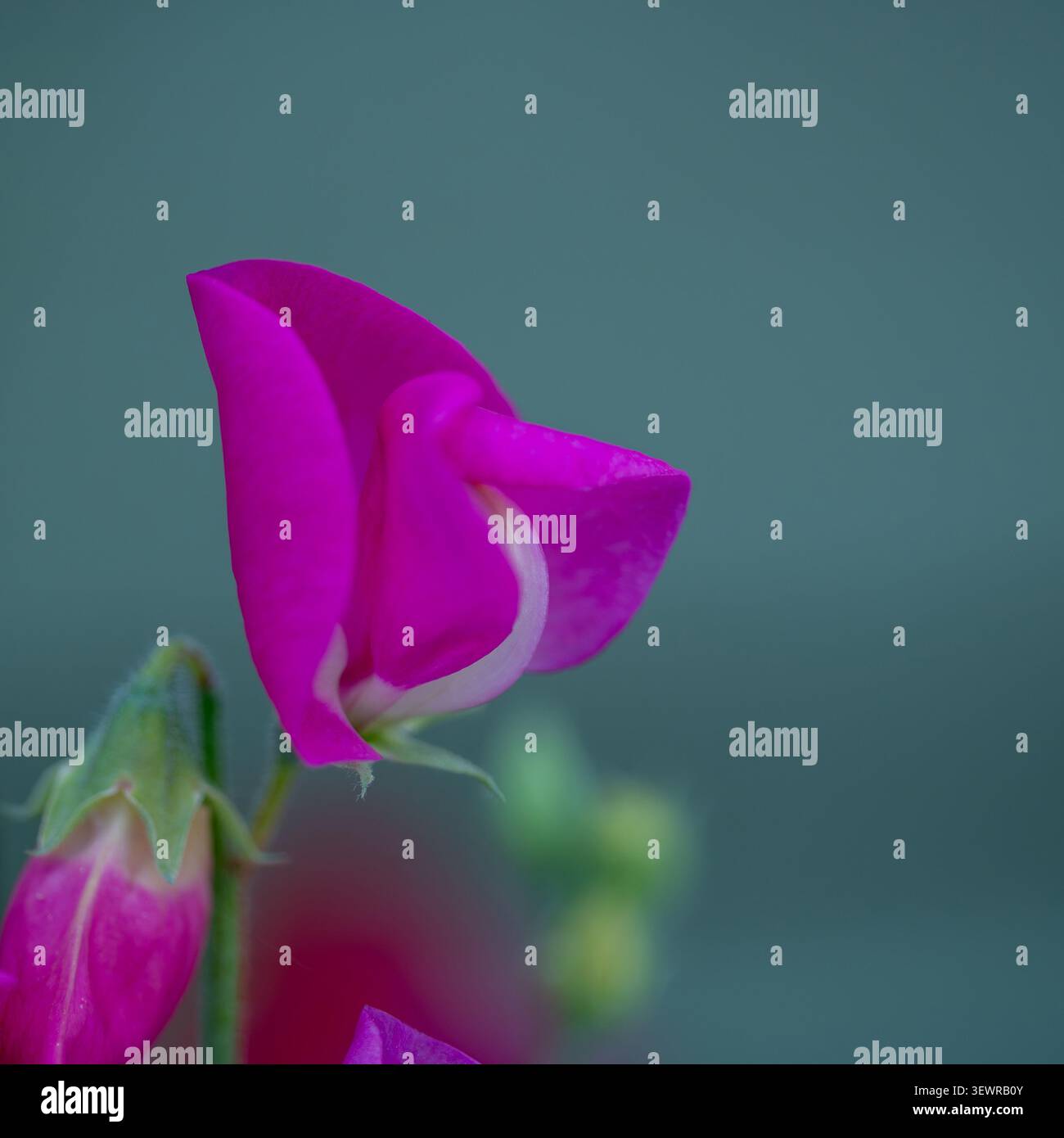 Bellissimi fiori di pisello dolce viola in primo piano. Foto Stock