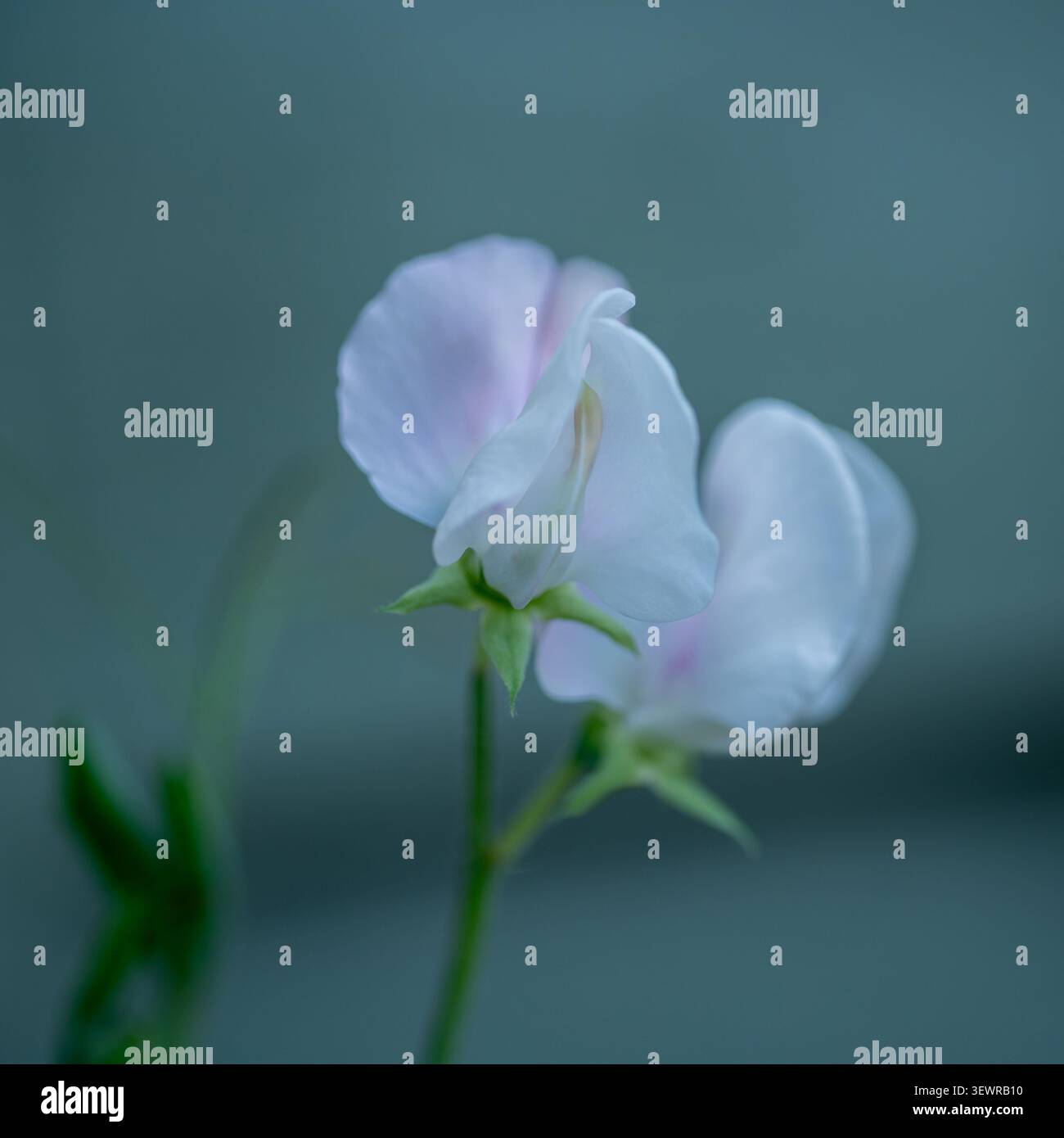 Bellissimi fiori di pisello bianco in primo piano. Foto Stock