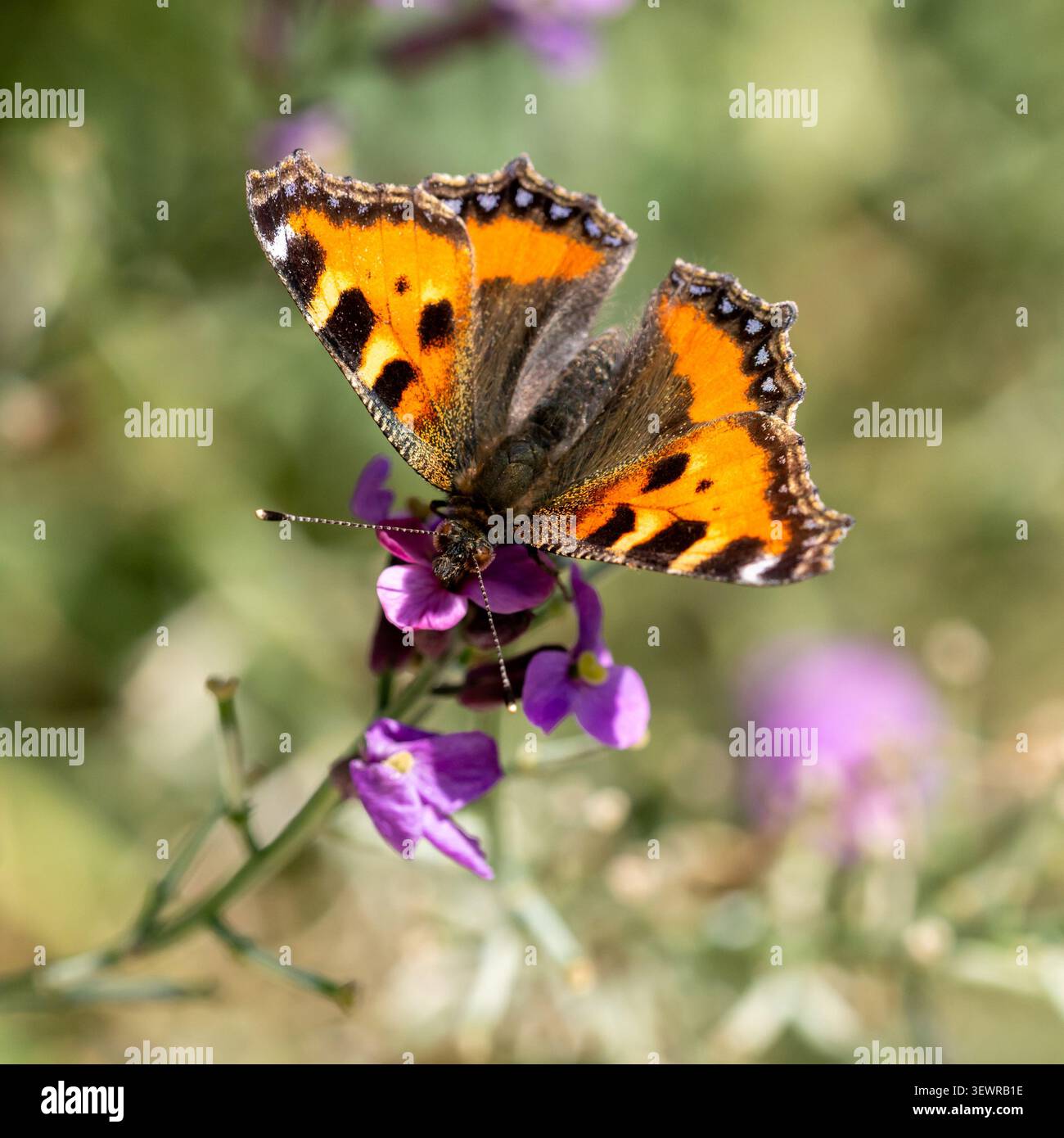 Una piccola e bellissima farfalla di tartaruga che si alleva sui fiori di parati Foto Stock