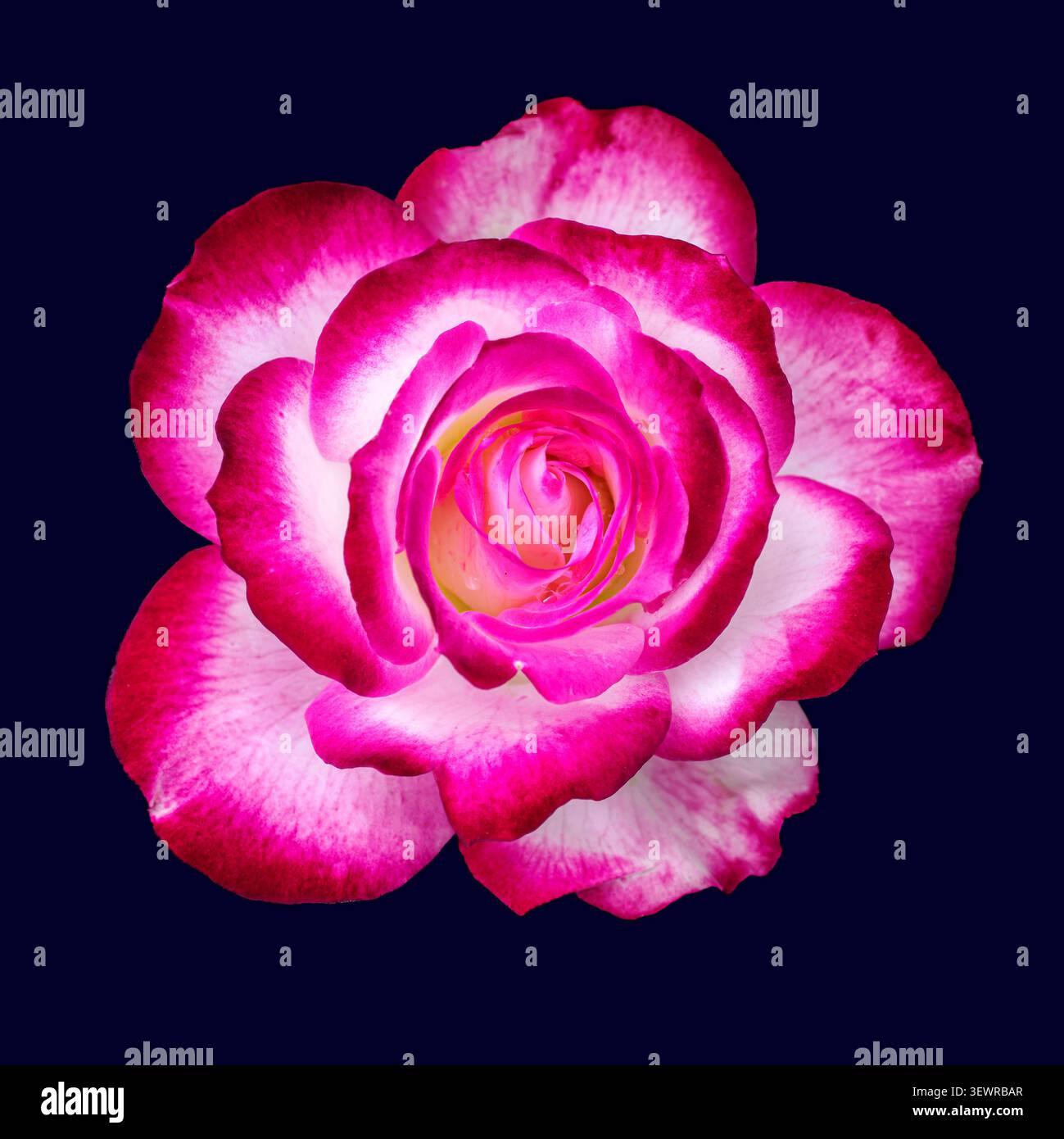 Primo piano di una rosa brillante e rosa bianca isolata su uno sfondo scuro Foto Stock