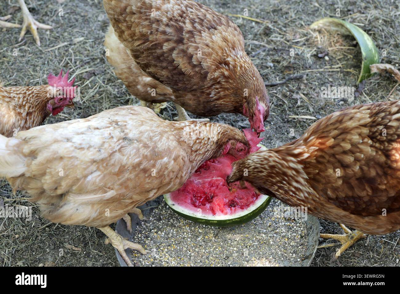 Le galline brune si sono riunite intorno, picchiando e mangiando un anguria rinfrescante, godendosi una sana delizia in una giornata di sole in un ambiente agricolo biologico Foto Stock