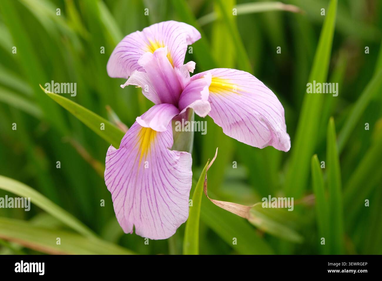 Iris siberiana «foschia rosa» in fiore. Foto Stock