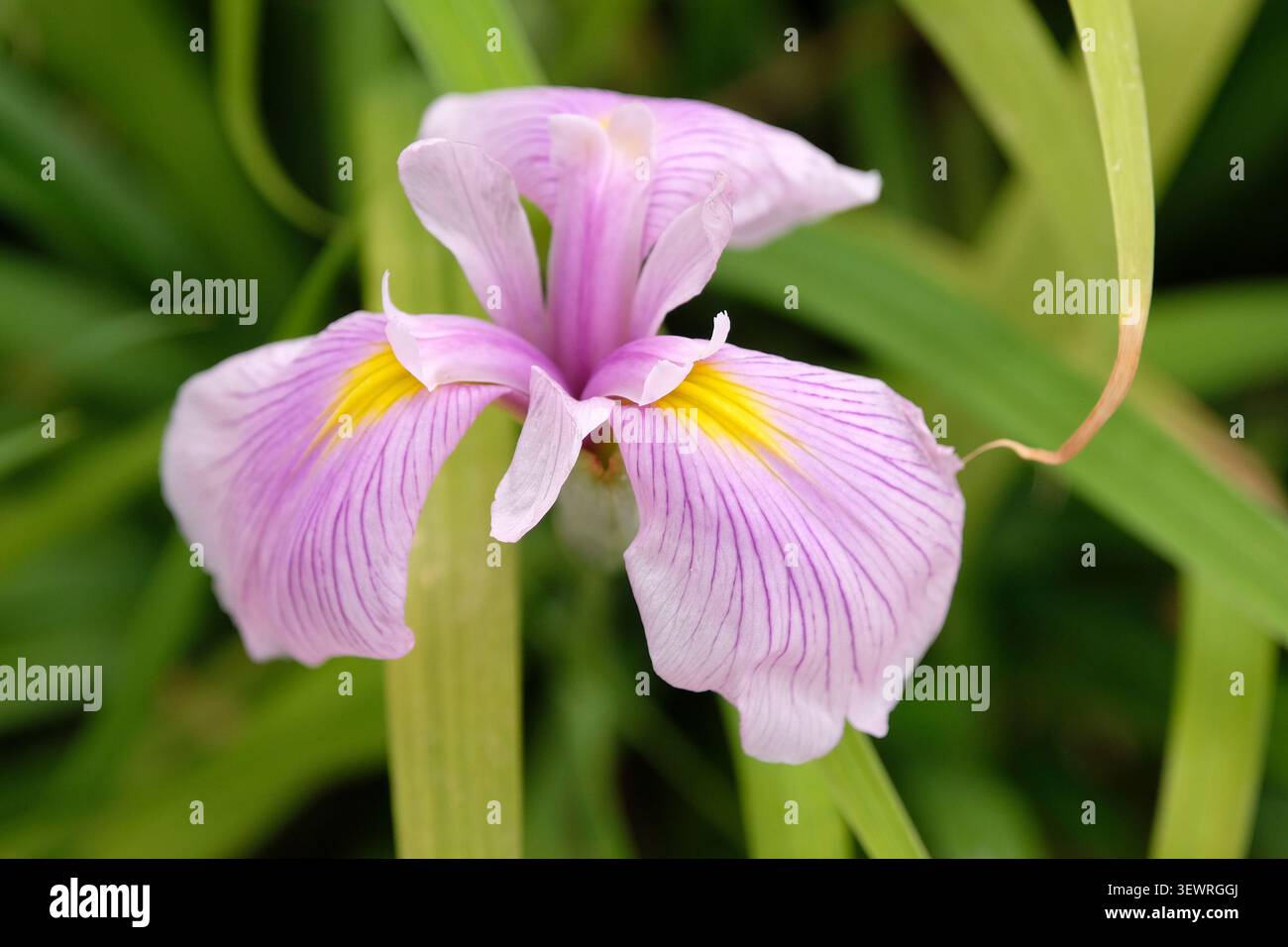 Iris siberiana «foschia rosa» in fiore. Foto Stock