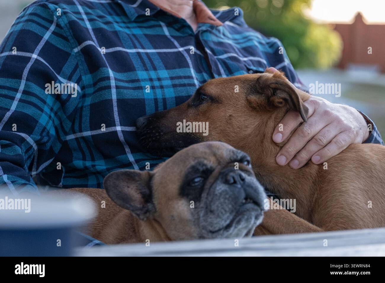 Un proprietario di animali domestici che trascorre del tempo di qualità con un Bulldog francese e un cane di razza mista, mettendo in evidenza la stessa cura, affetto e compagnia indipendentemente da dove Foto Stock