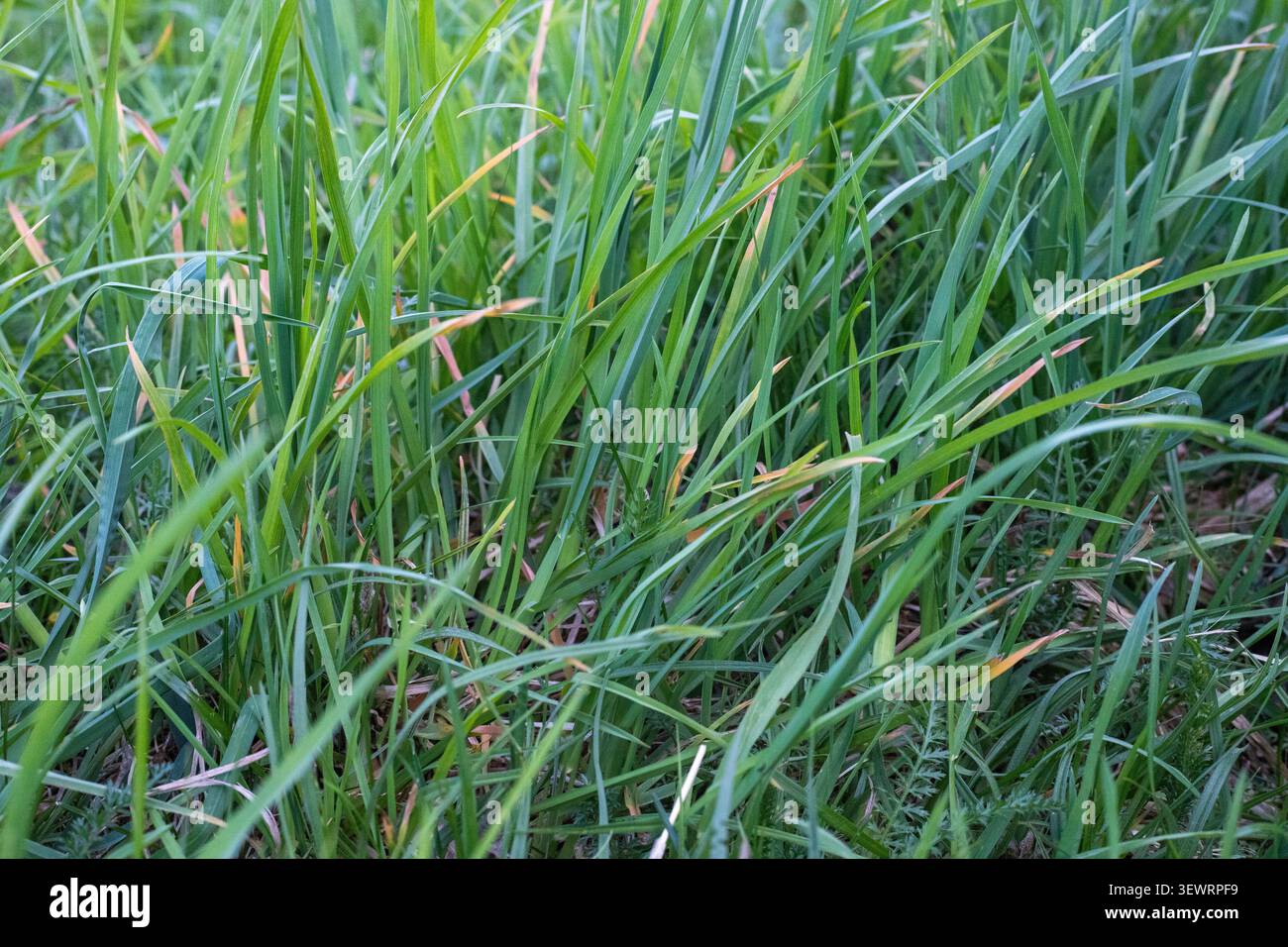 Erba alta su un prato. Prato verde primaverile non falciato. Primo piano di erba fresca sullo sfondo naturale Foto Stock