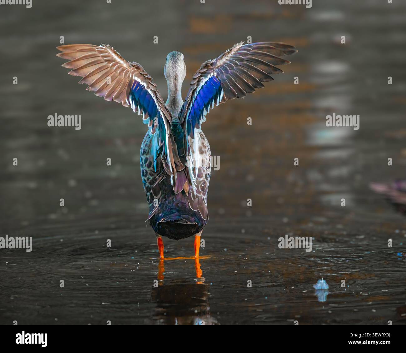 Un'anatra a base di carne con ali verticali Foto Stock