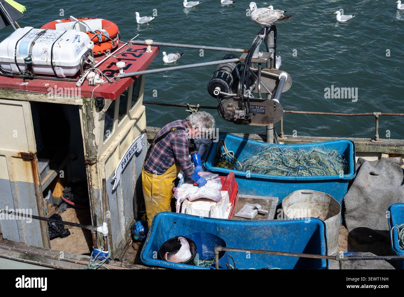 Un pescatore che cerca la sua cattura di razze o pattina su una piccola barca da pesca nel porto di Padstow, in Cornovaglia, circondato da gabbiani speranzosi. Foto Stock