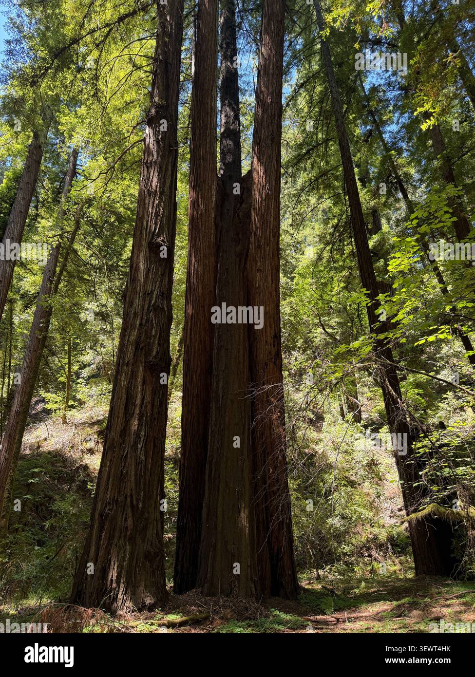 Due alberi di sequoia in una foresta sembrano reggere un terzo albero inclinato e in pericolo di caduta. Foto Stock