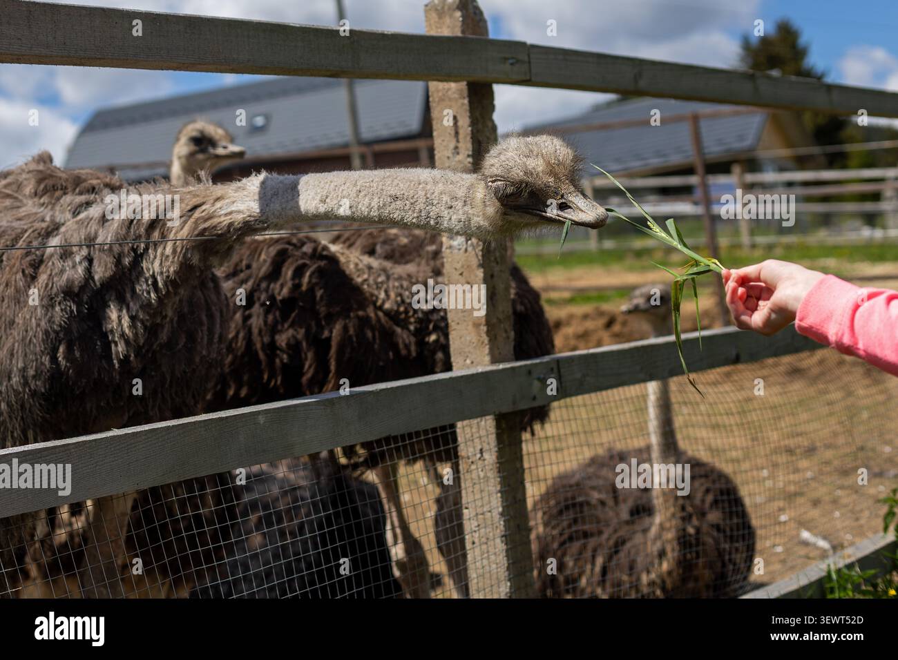 Persona che dà da mangiare allo struzzo attraverso la recinzione agricola. Persona che dà da mangiare all'erba fresca uno struzzo attraverso una recinzione in legno di un allevamento, con altri struzzi, rete metallica Foto Stock