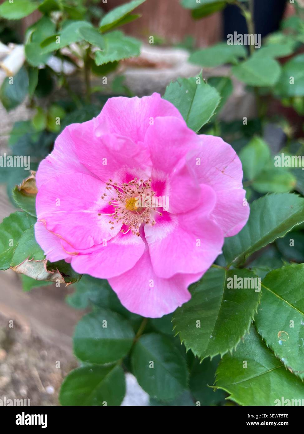 Primo piano di un fiore rosa sulla rosa "ci vediamo a Rosé" - Immagine stock catturata con smartphone