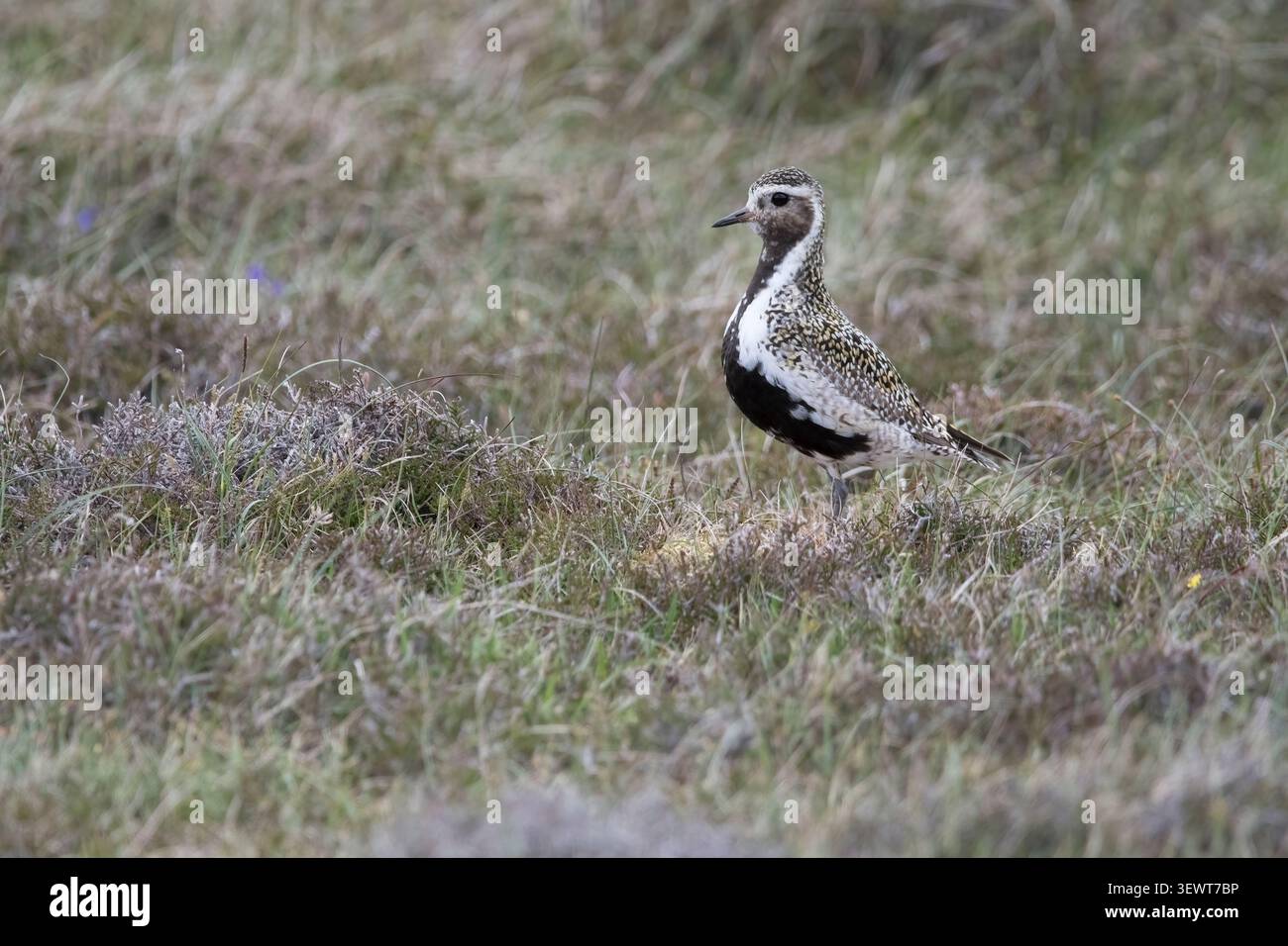 Golden plover, Pluvialis apricaria, sulla terraferma delle Shetland. Foto Stock
