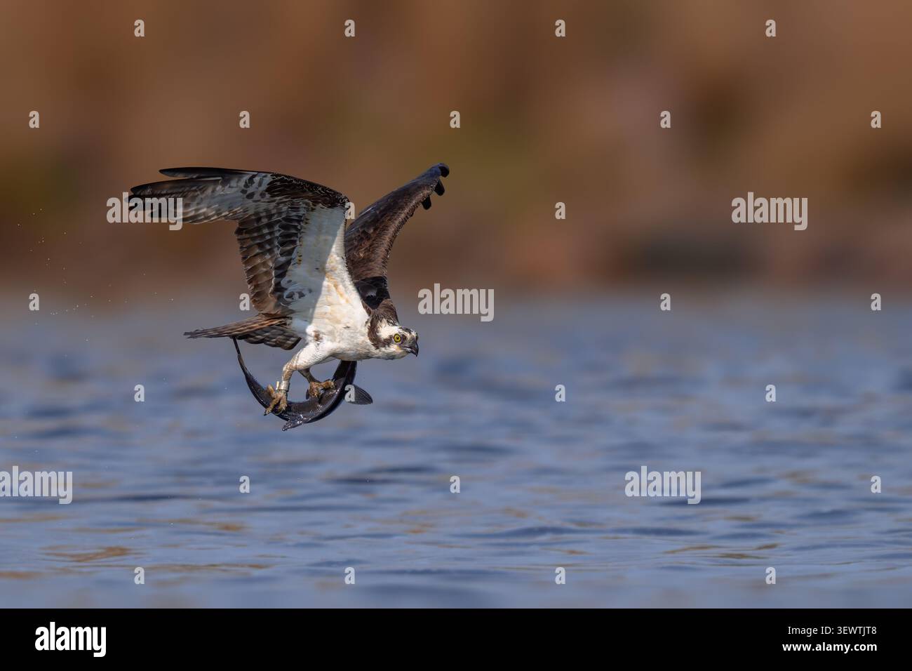 Astore (Pandion haliaetus) in volo con un pesce appena catturato sull'acqua, che mostra la potenza, la precisione e il comportamento di caccia naturale Foto Stock