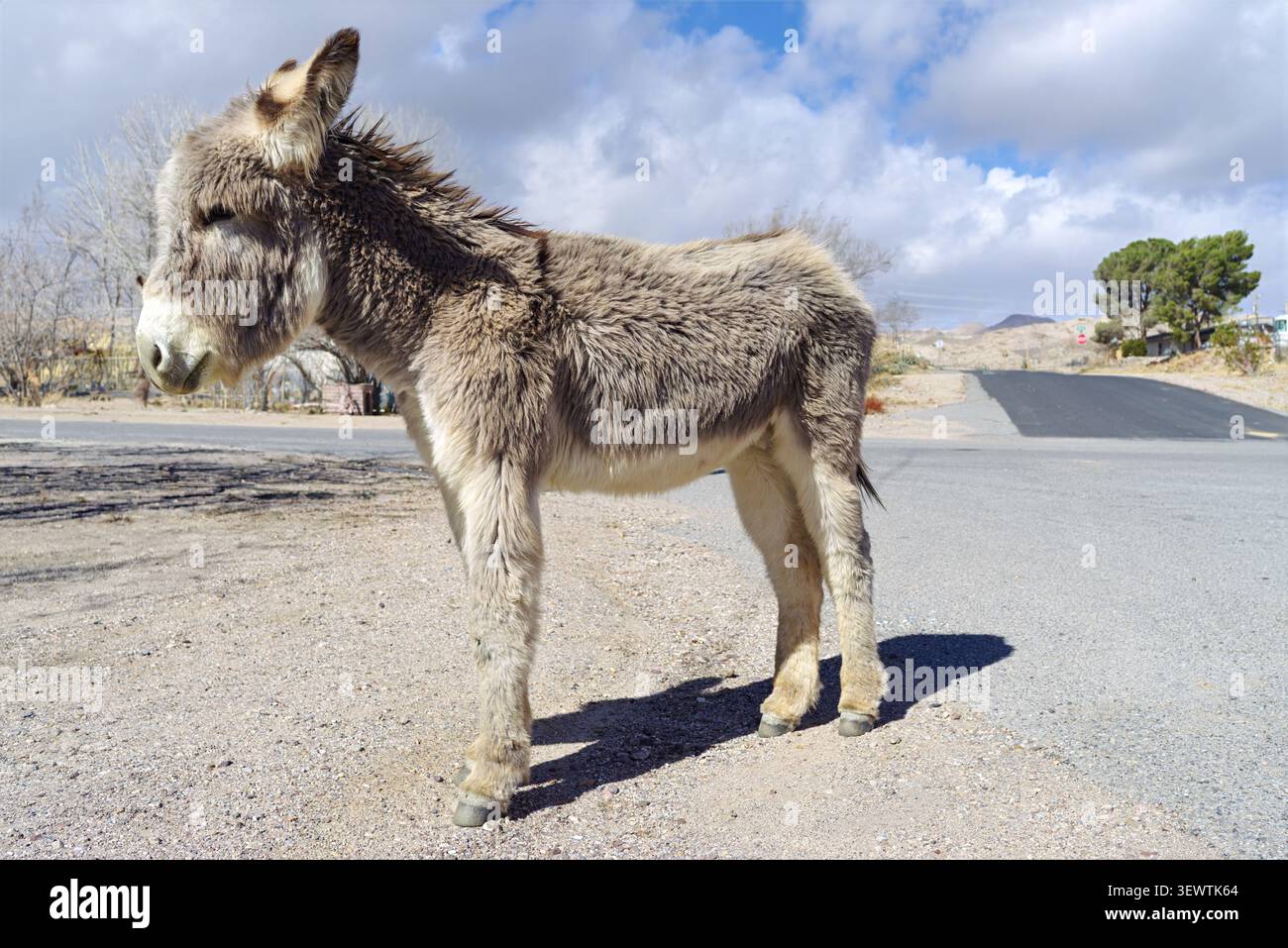 Un asino selvatico che gira liberamente nella città di Beatty, Nevada. Foto Stock