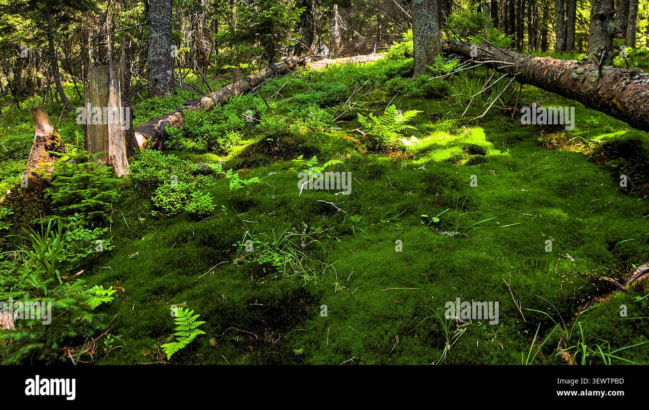 Una sezione illuminata dal sole di una fitta foresta coperta da muschio verde e felci, con tronchi caduti all'ombra. Foto Stock