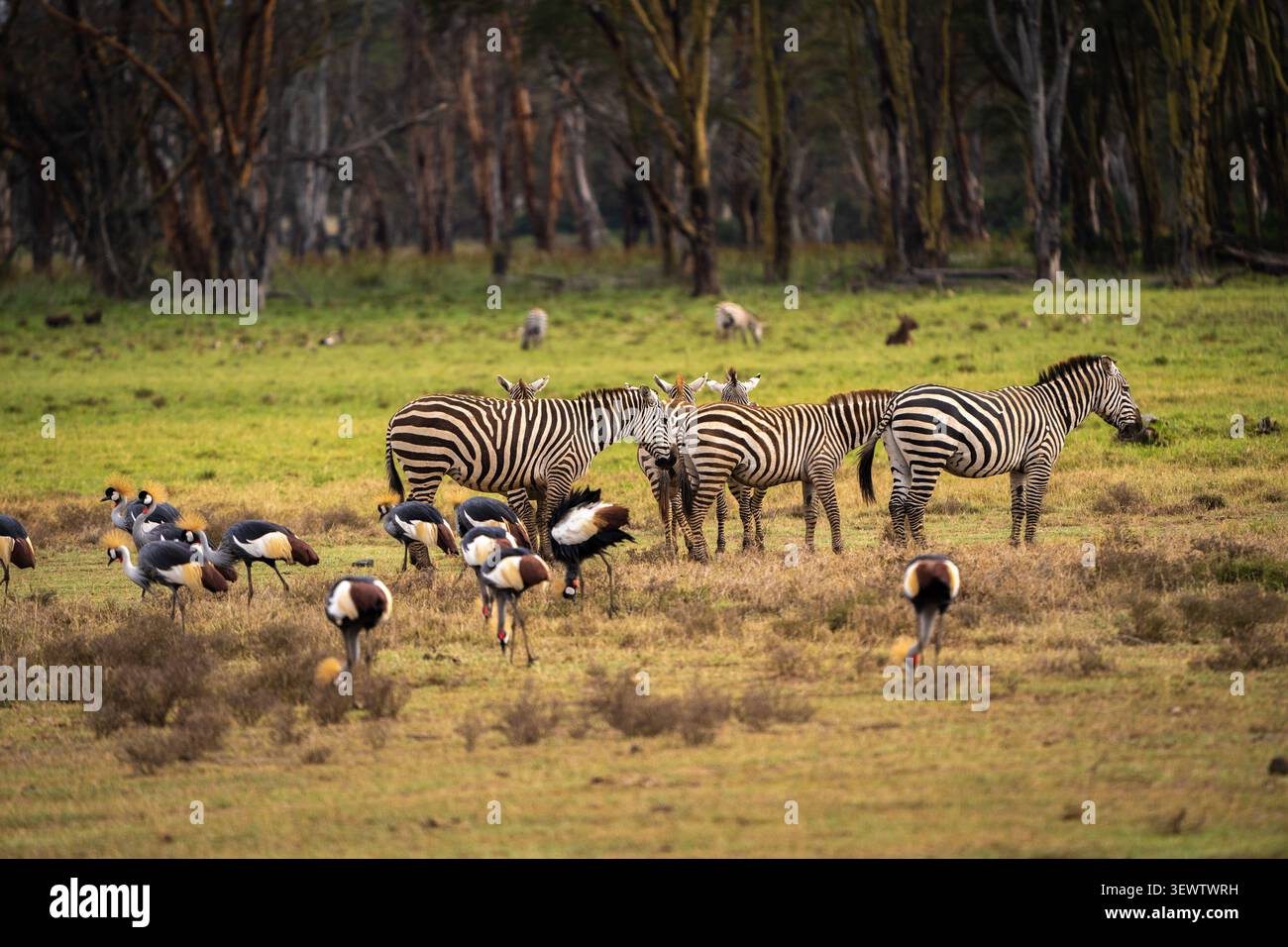 Vista delle zebre e delle gru grigie che pascolano nelle pianure erbose del Parco Nazionale del Lago Nakuru a Nakuru, nella Contea di Nakuru, Kenya. Foto Stock