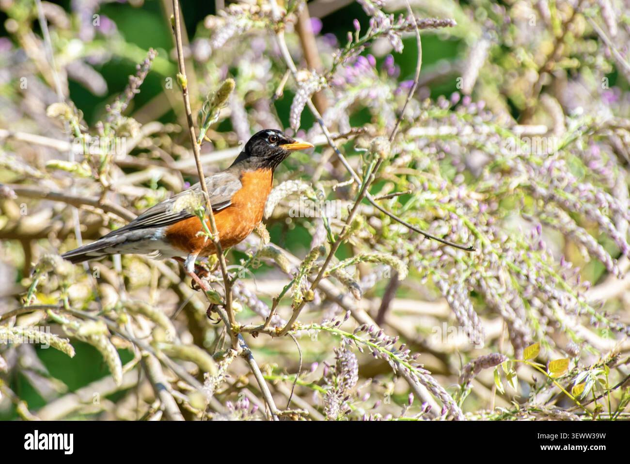Pettirosso americano (Turdus migratorius) Foto Stock