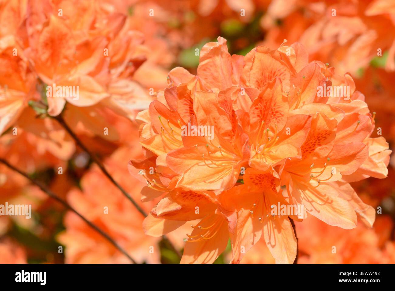 Primo piano di azalee in fiore in un giardino che mostra fiori vivaci e vegetazione verde. Un arbusto ornamentale popolare nei giardini primaverili. Foto Stock