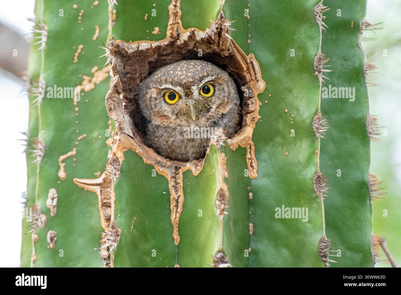 Gufo di Elfo di Sanford (Micrathene whitneyi ssp. sanfordi) Foto Stock
