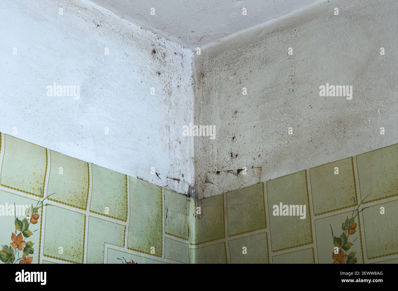 Vista ravvicinata della muffa nera che si estende su un soffitto bianco e un angolo della parete sopra la carta da parati a motivi, mostrando segni di umidità e scarsa ventilazione all'interno Foto Stock