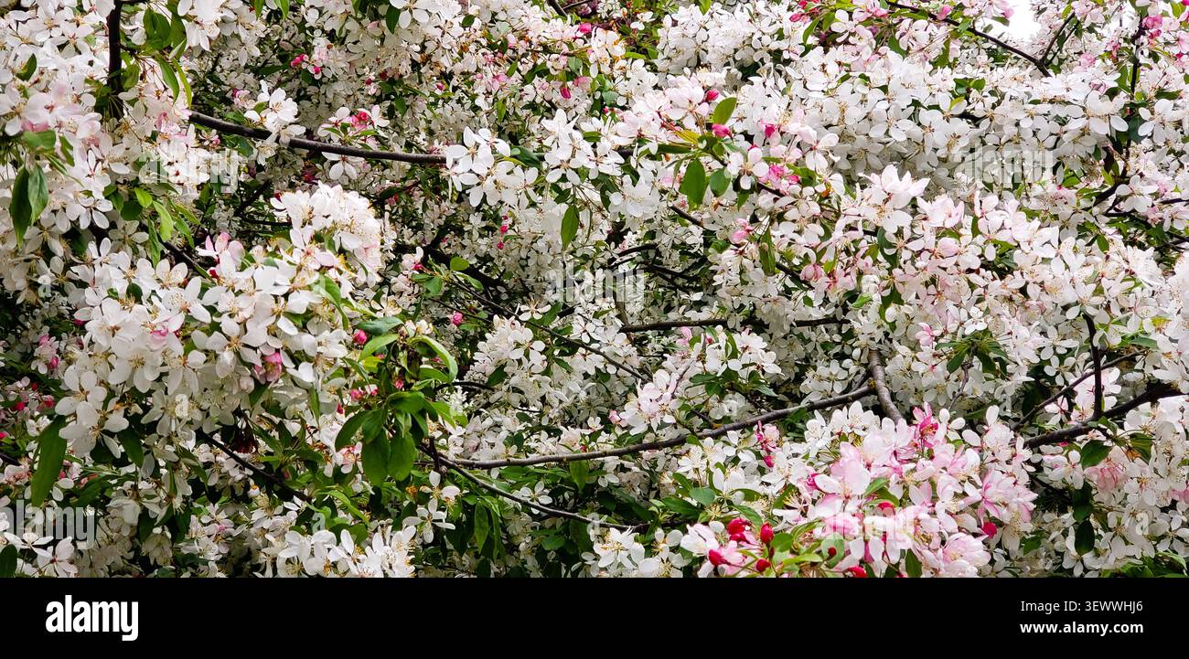 Albero di Crabapple in fiore con fiori bianchi e rosa in fiore naturale primaverile Foto Stock